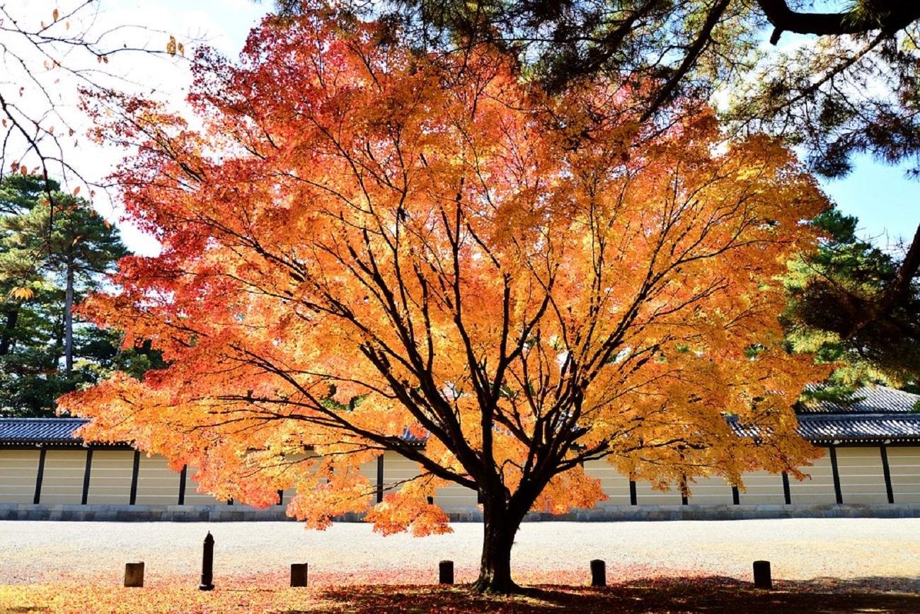 Kyoto Imperial Palace & Nijo Castle Walking Tour