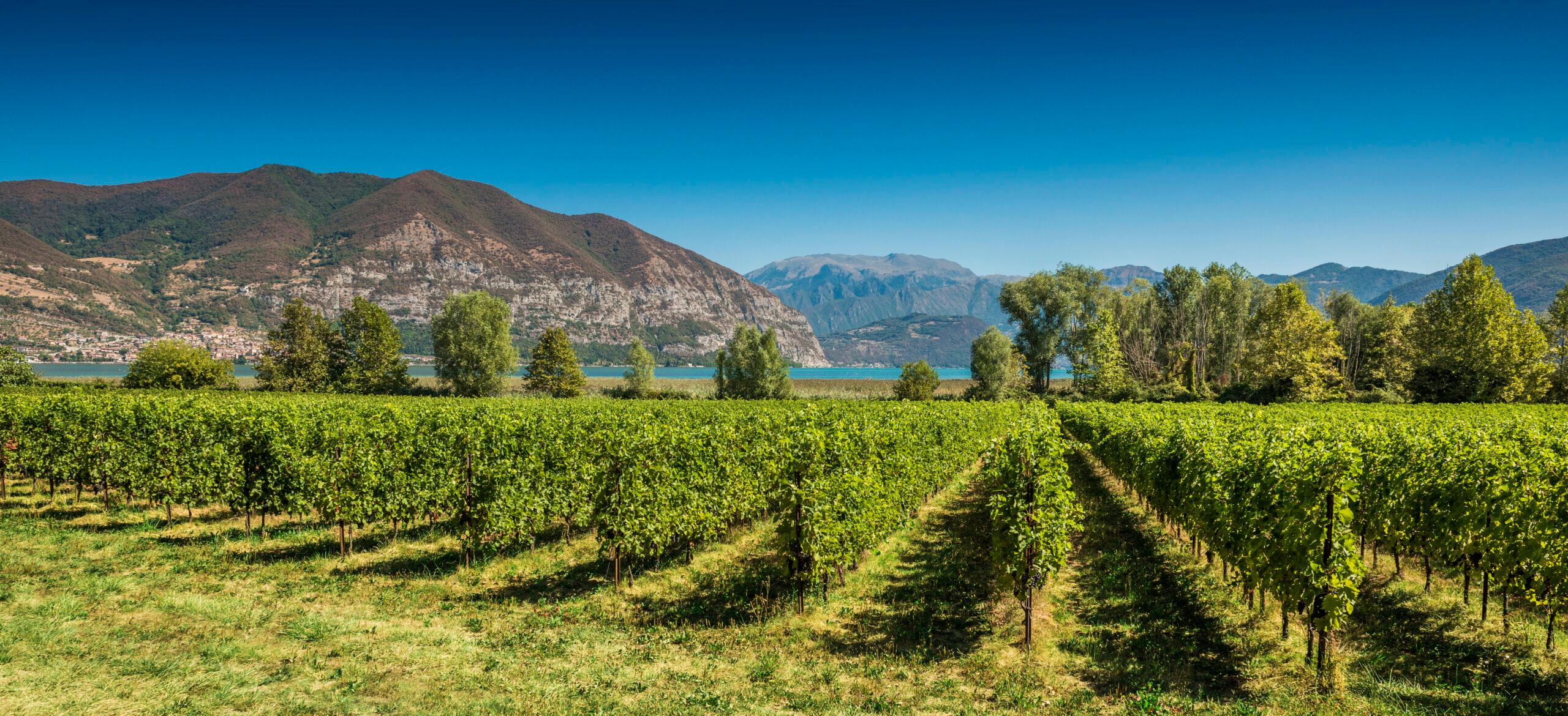 Milan to Franciacorta: Full-Day Wine Tasting & Lunch Tour