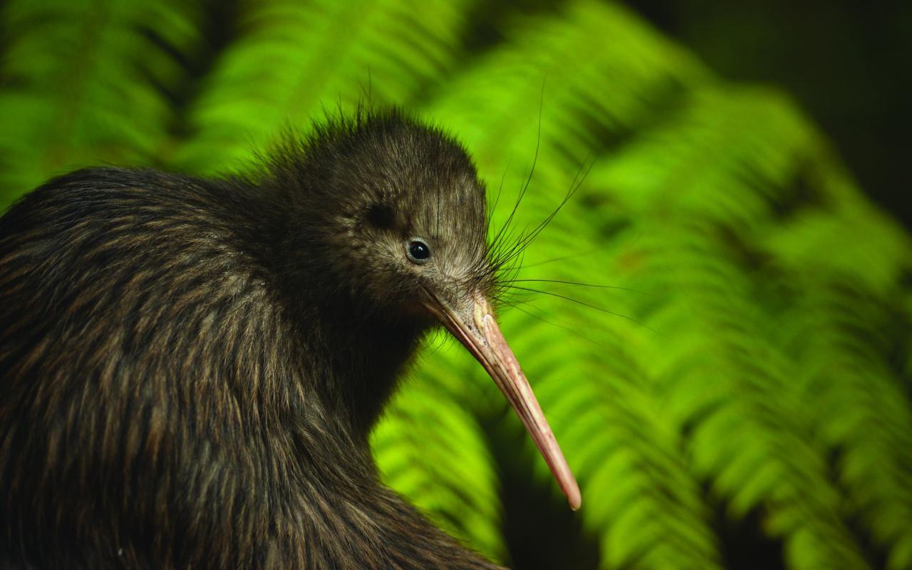 From Auckland: Kiwi Bird Encounter & 3-Course Dinner Tour