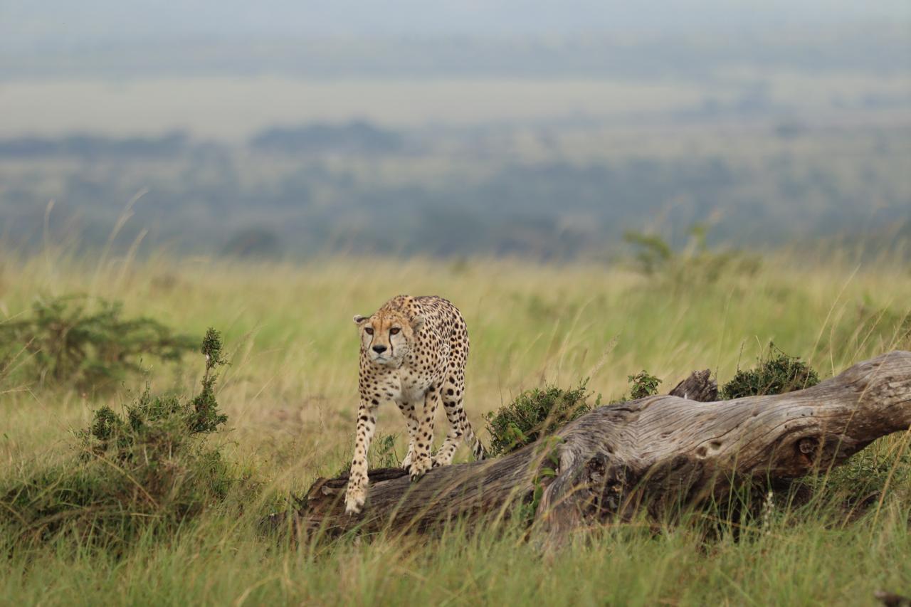 3-Day Masai Mara Safari Adventure from Nairobi