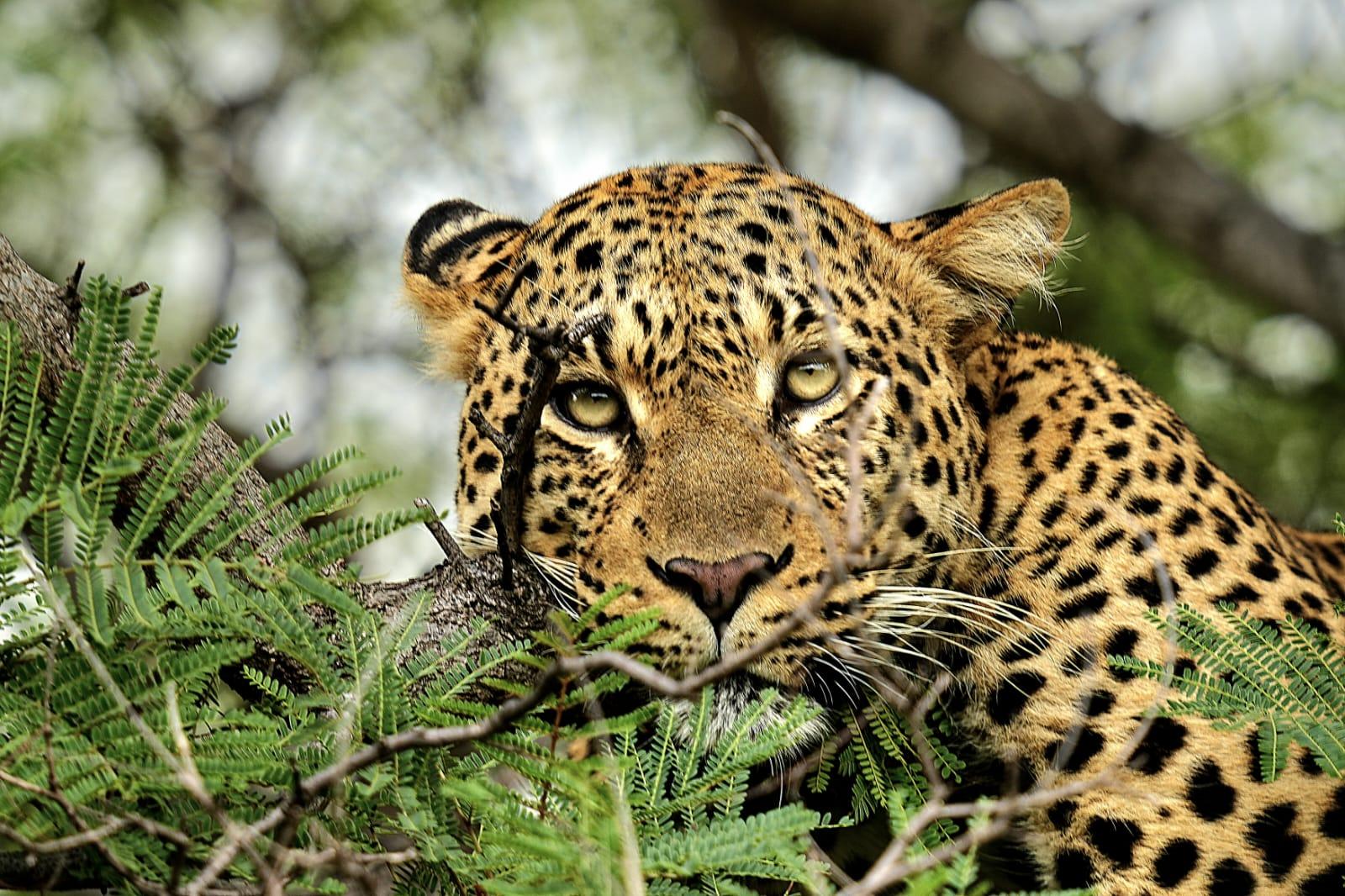 Chobe National Park & Four-Country Quadripoint Adventure