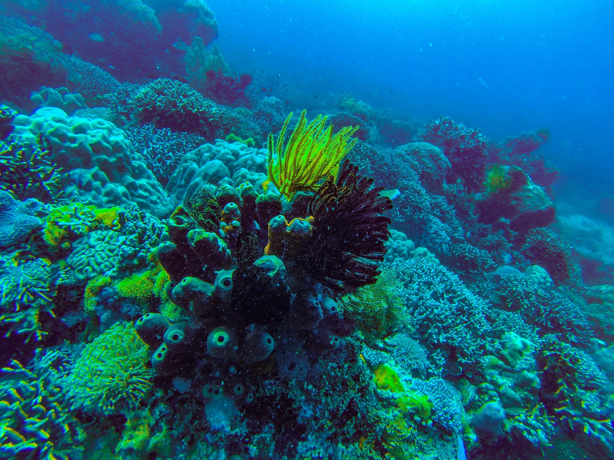 Mnemba Island Dolphin & Snorkel Boat Trip from Matemwe