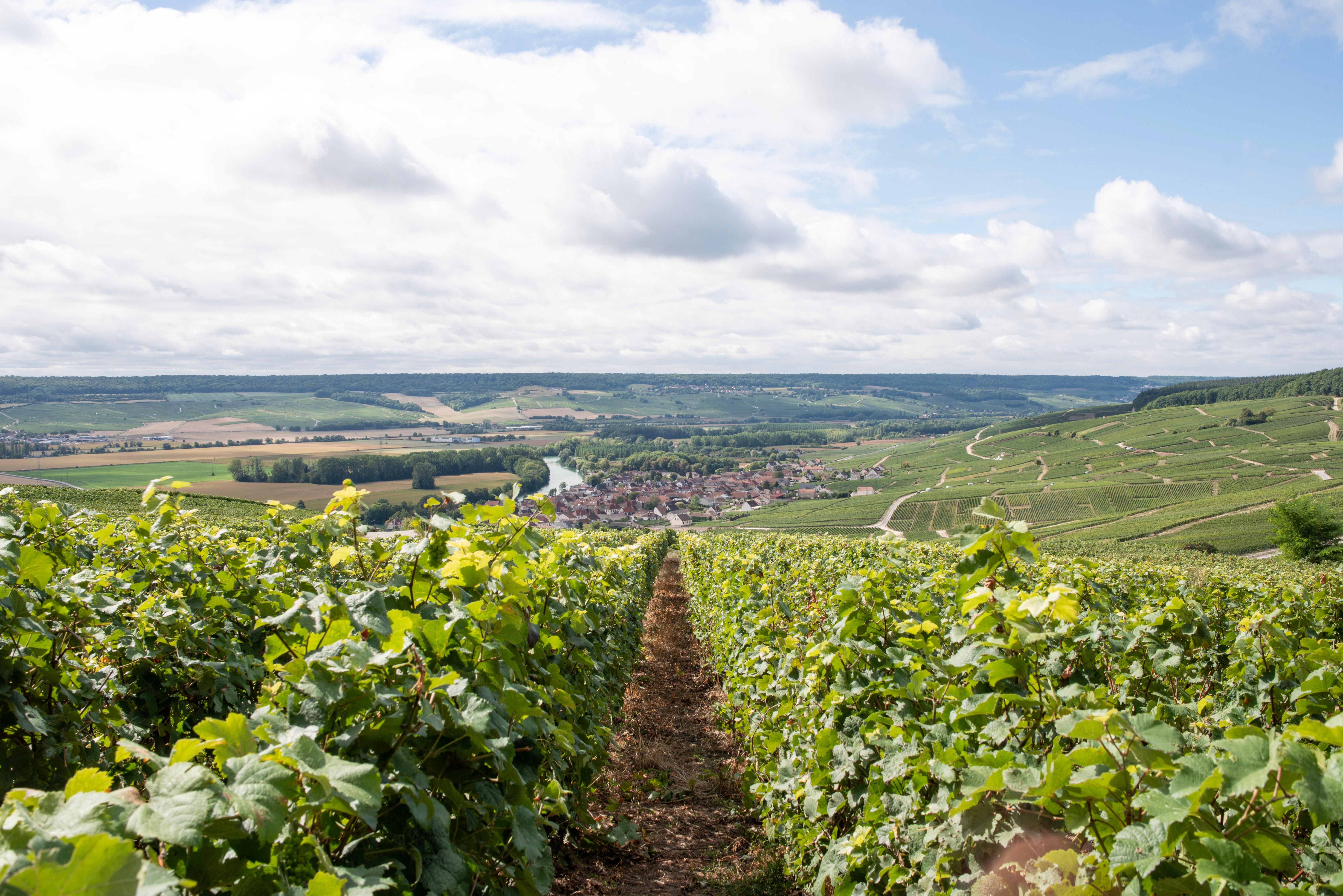 Mumm Champagne tour — Reims, 25 km chalk crayères, Verzenay grand cru Pinot Noir vineyards — image 5