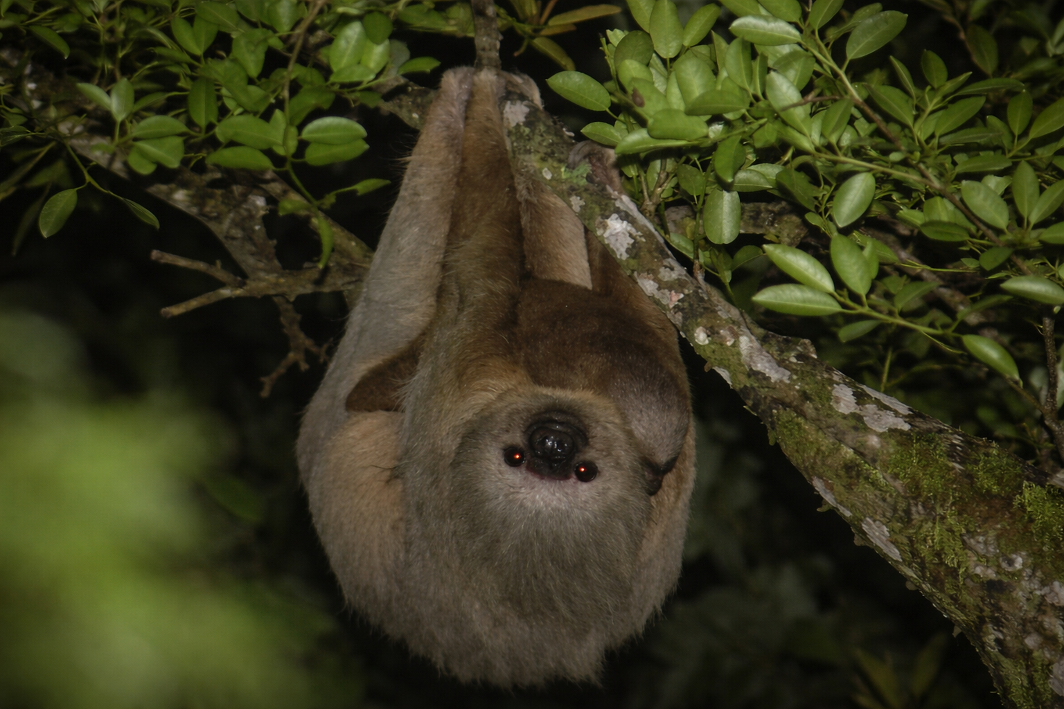 Monteverde Cloud Forest Night Hike