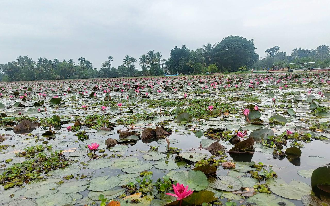 Malarikkal Backwater Sunrise Excursion from Kochi