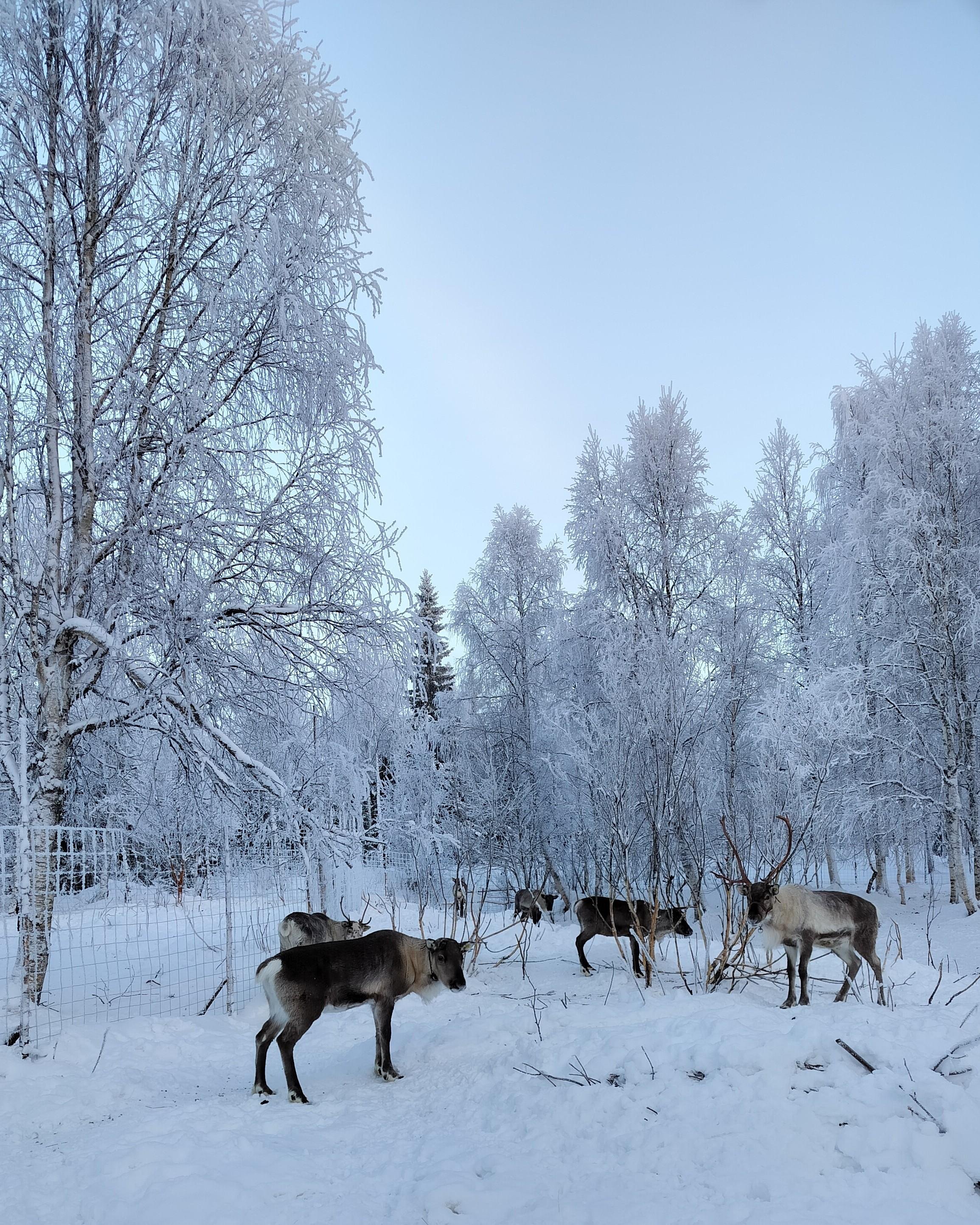 Rovaniemi Self-Drive Husky Safari & Reindeer Farm