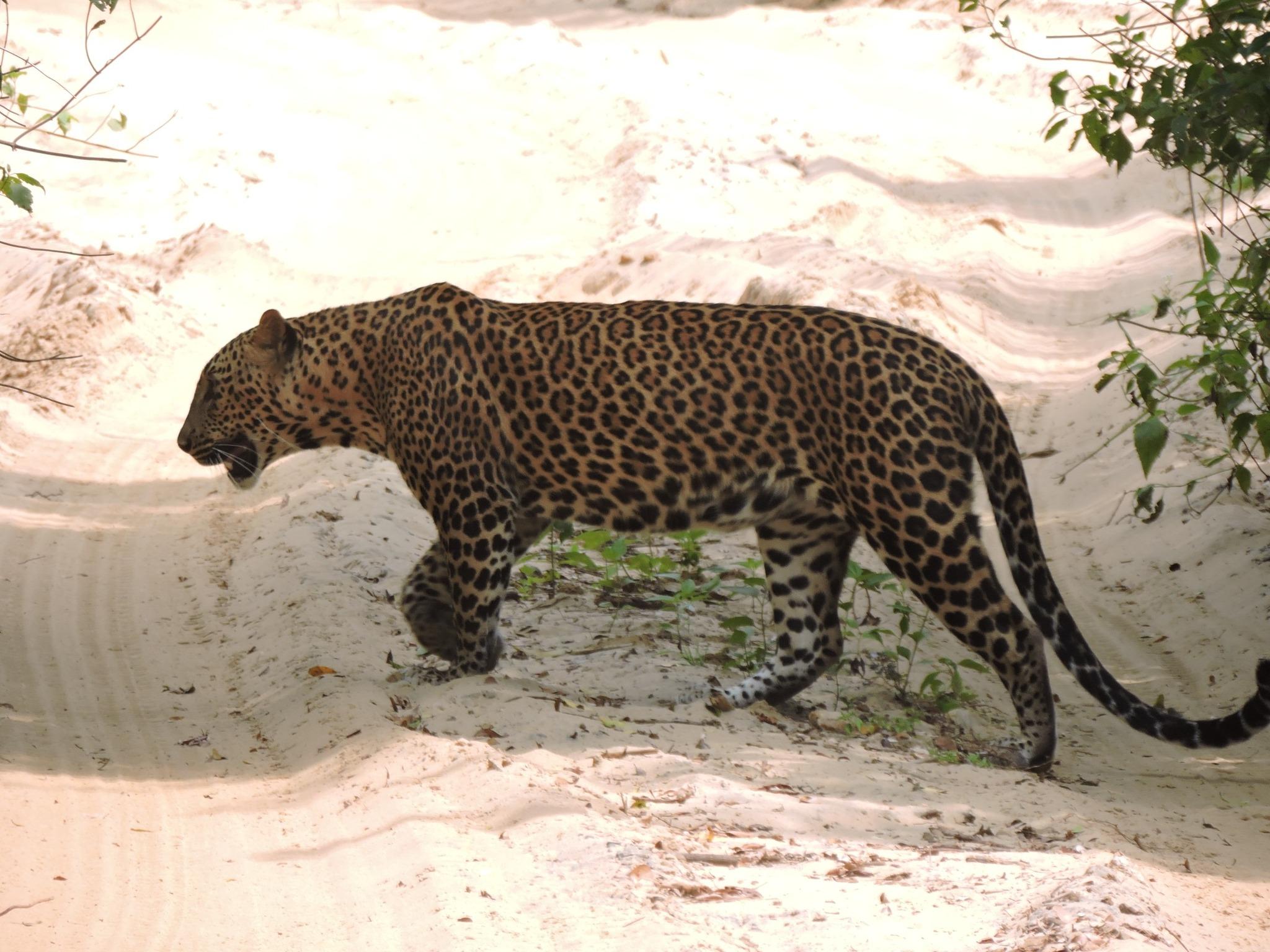 Full-Day Wilpattu National Park Leopard Safari from Anuradhapura