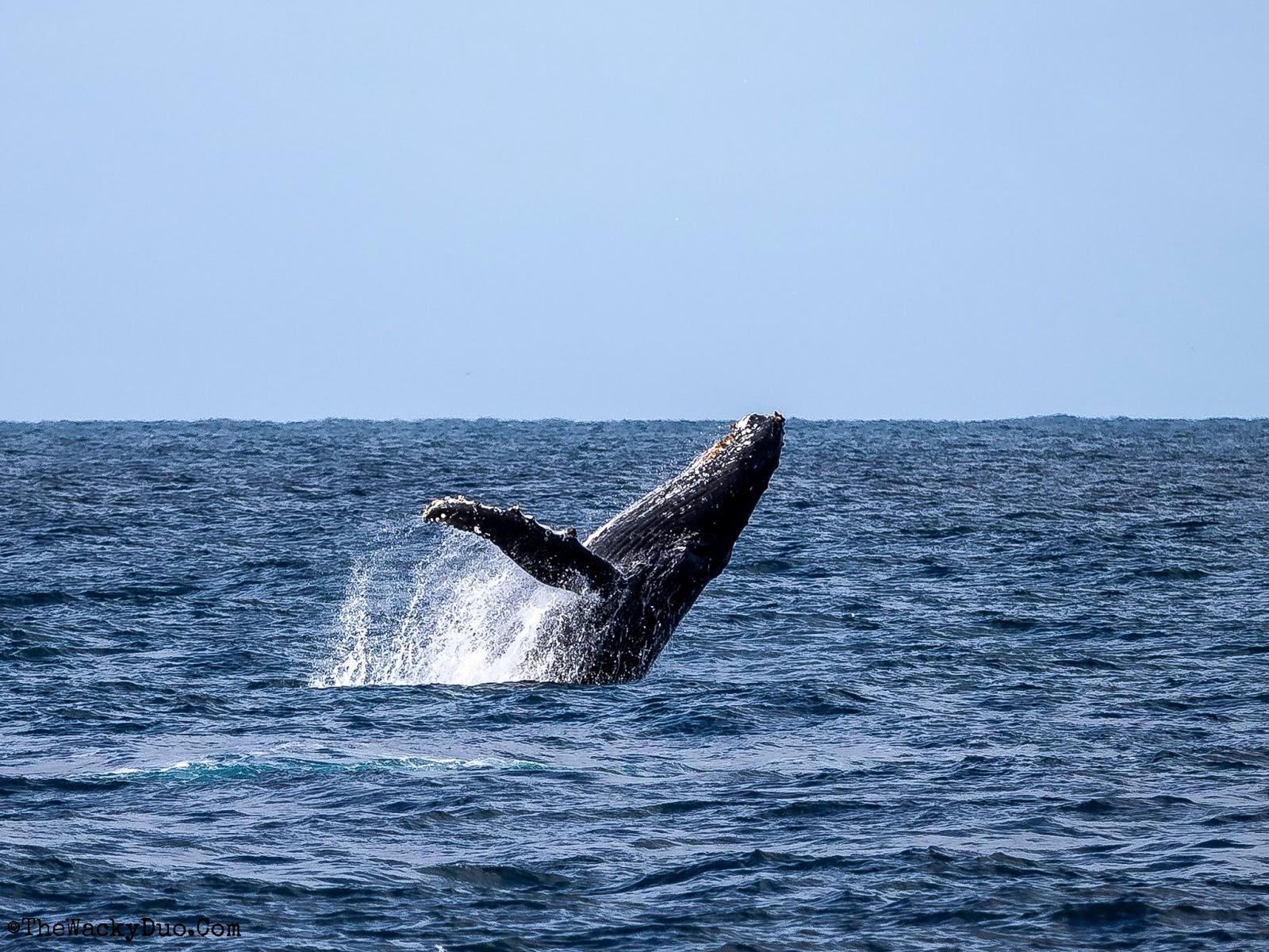 Private Whale & Dolphin Watching with Snorkeling Adventure