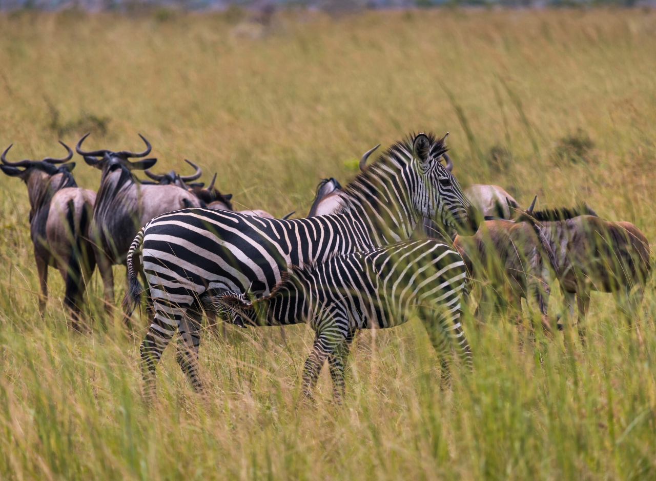 Zanzibar to Mikumi: Fly-In Safari Day Trip by Twin-Engine Plane