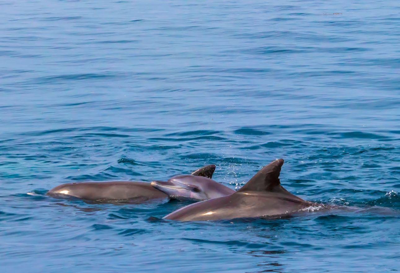 Kisite Marine Park Dhow Sailing & Snorkeling Day Trip