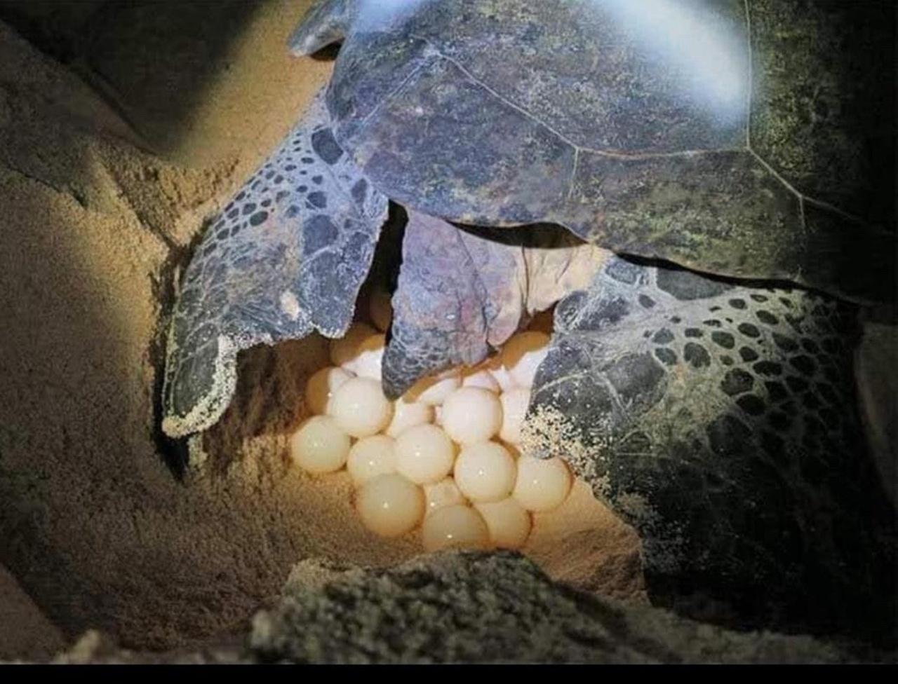 Tortuguero 2-Day Eco Adventure: Canoe, Jaguar Trail, Night Walk & Turtle Nesting