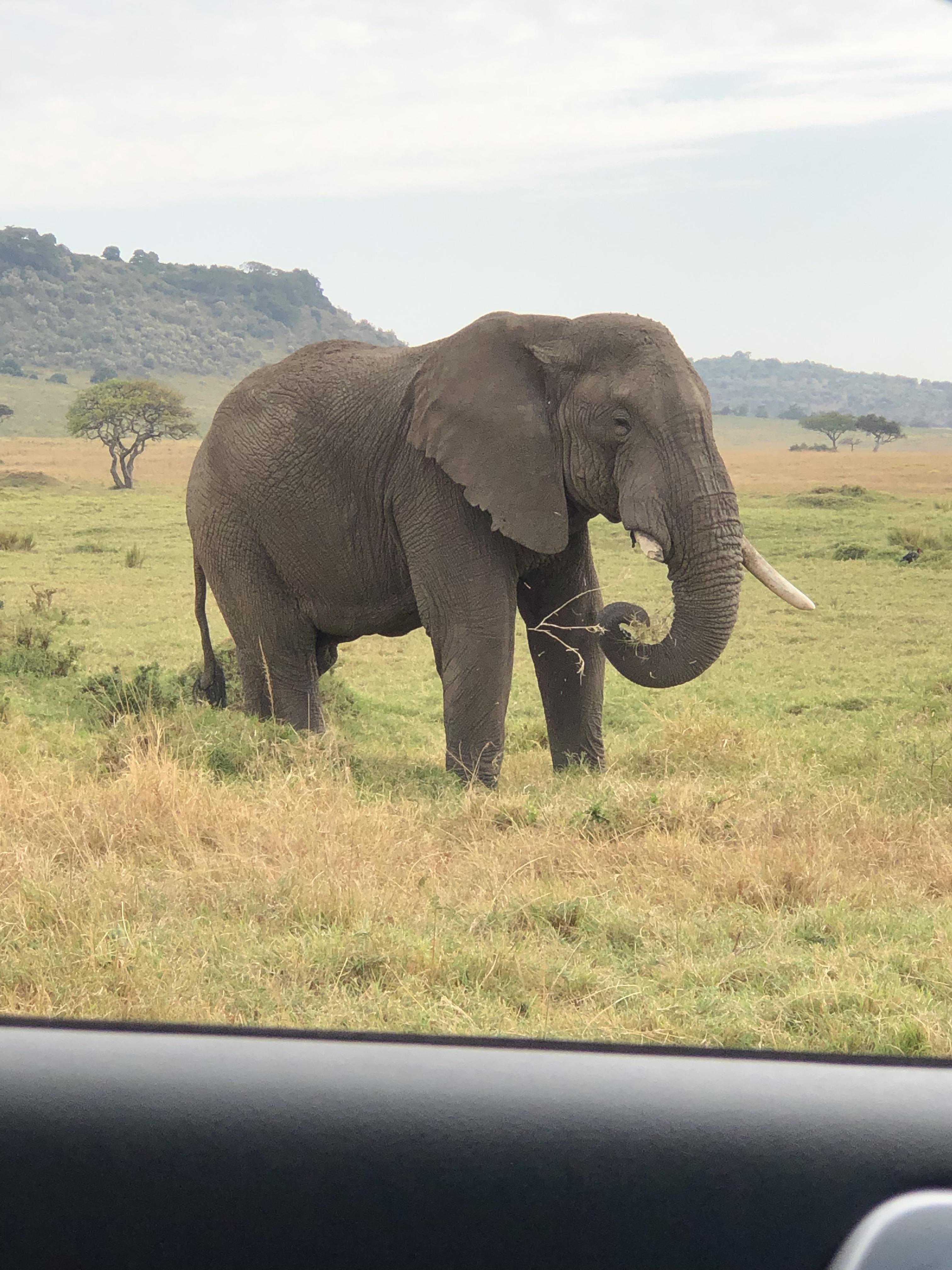 Maasai Mara Express: 1-Day Safari from Nairobi