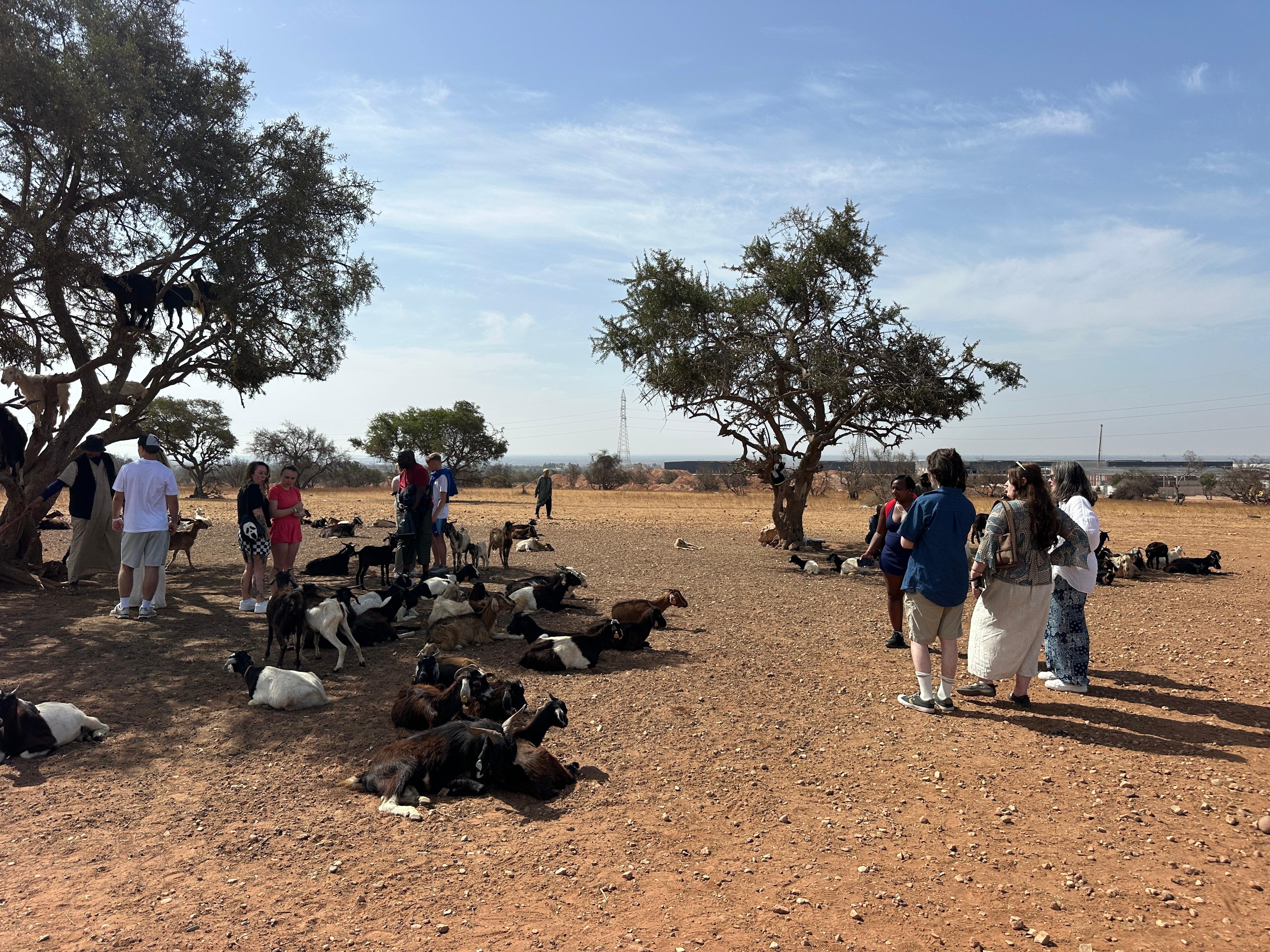 Agadir: Argan Goats and Crocoparc Excursion