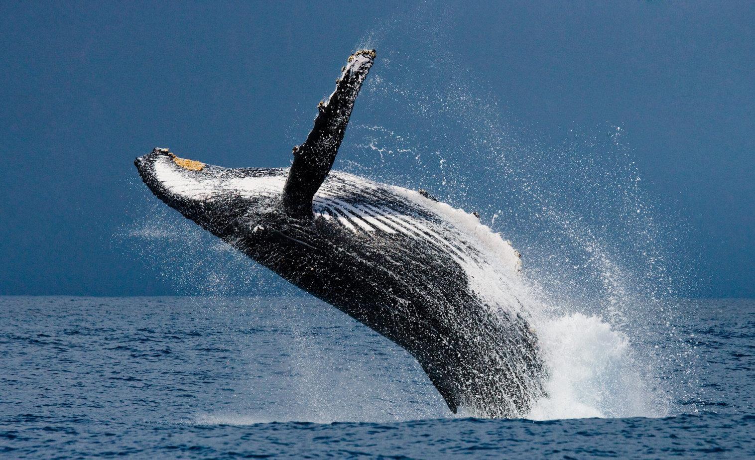 Uvita Humpback Whale Watching Expedition