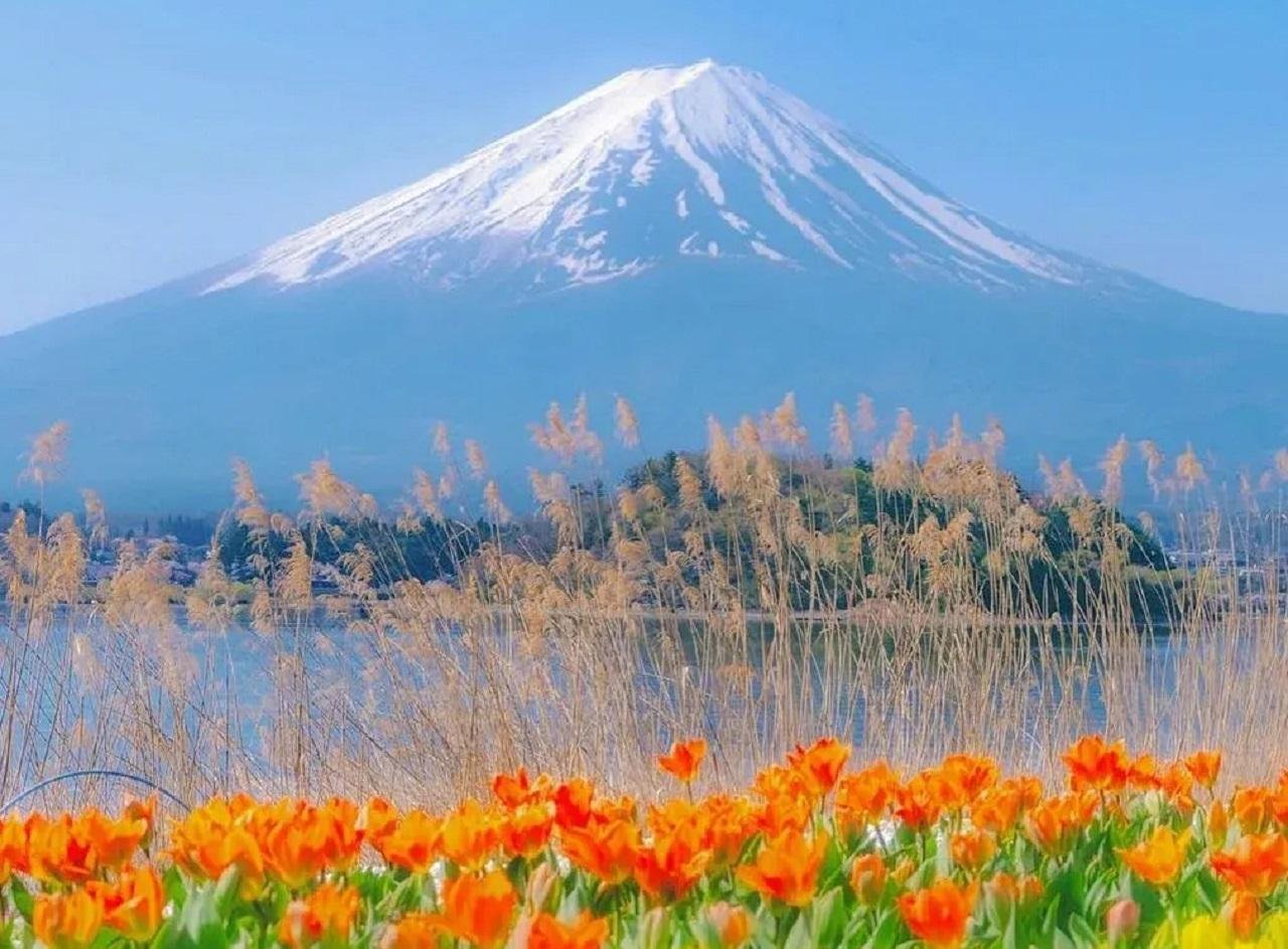 Mount Fuji Day Trip: Scenic Parks, Springs, and Photo Hotspots