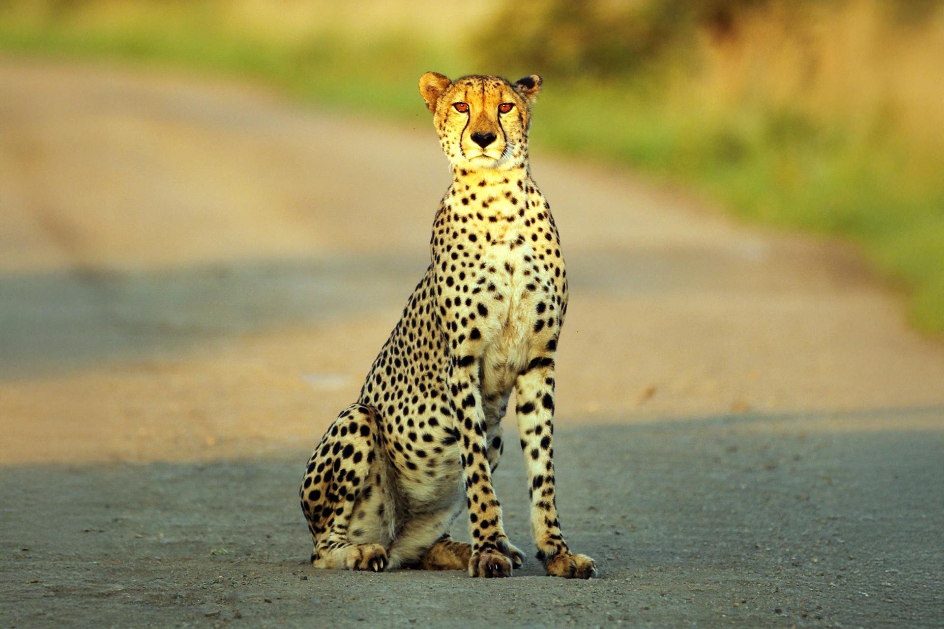 Thanda Reserve 2-Day Luxury Safari from Durban