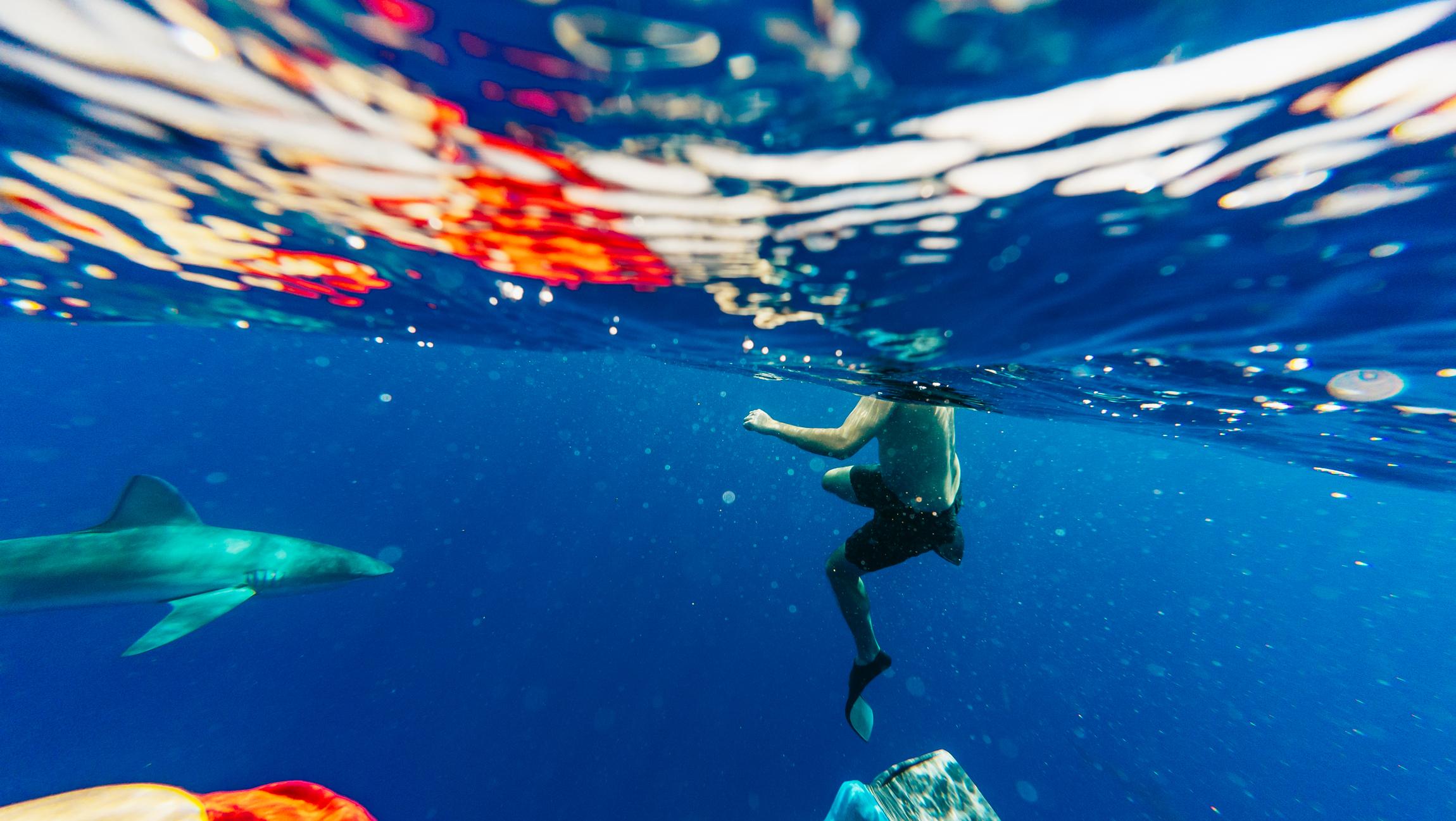 North Shore Oahu Cageless Shark Snorkeling Tour