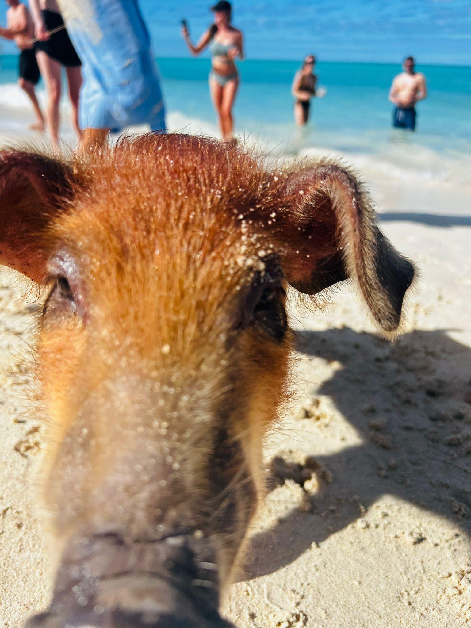 Nassau 3-Island Speedboat Adventure: Pigs, Turtles & Snorkeling