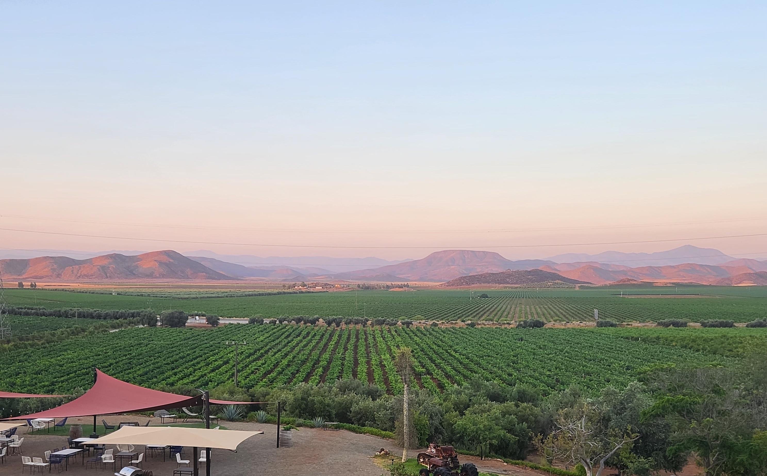 Private Valle de Guadalupe Wine Tour with Tastings Included
