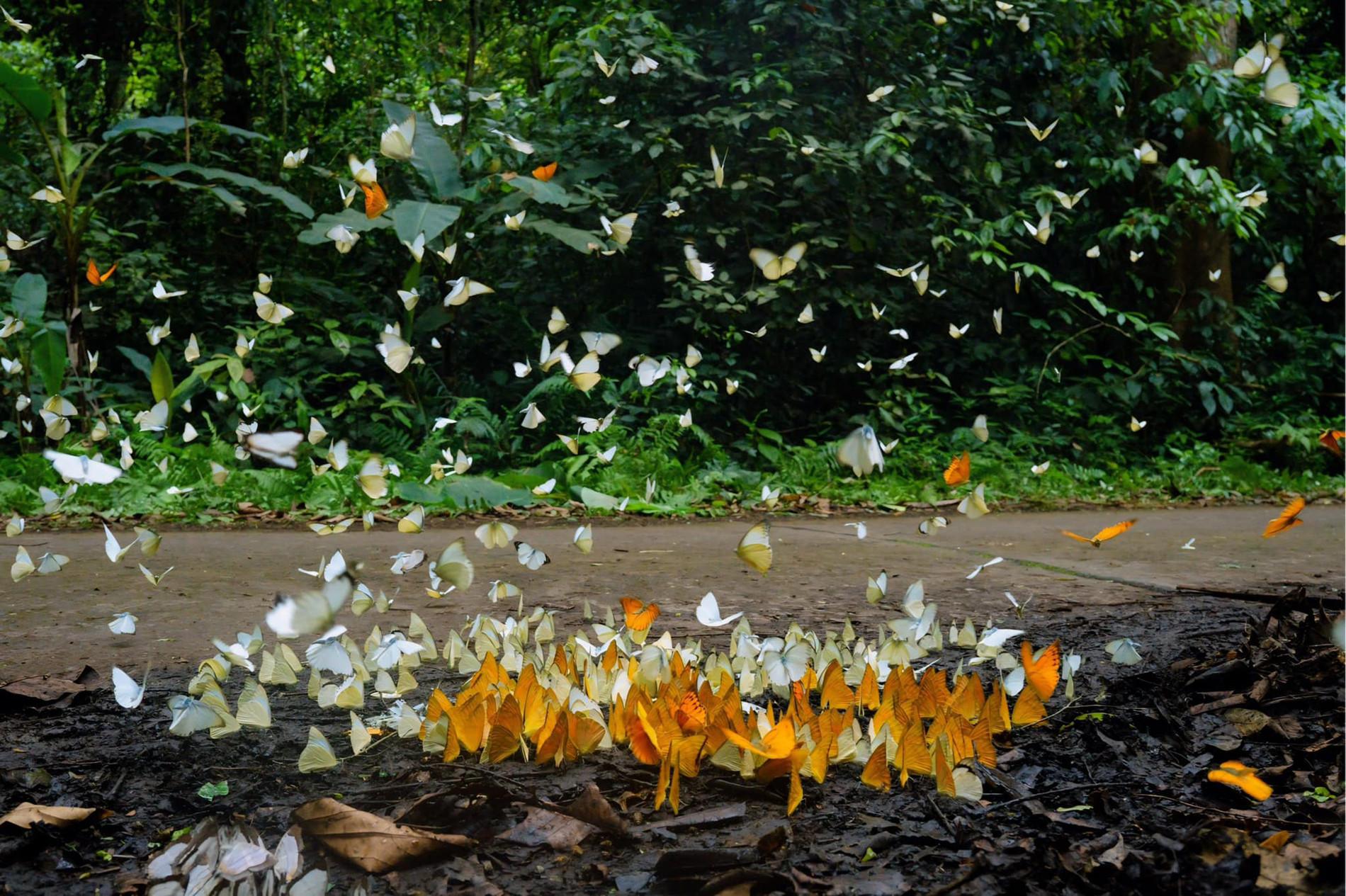Cuc Phuong National Park: Wildlife, Cave & Jungle Trek Day Tour