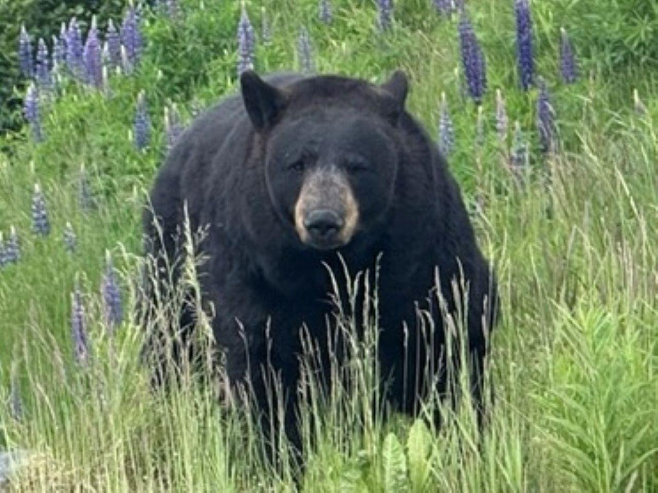 Wildlife Conservation Center & Portage Valley Tour from Anchorage