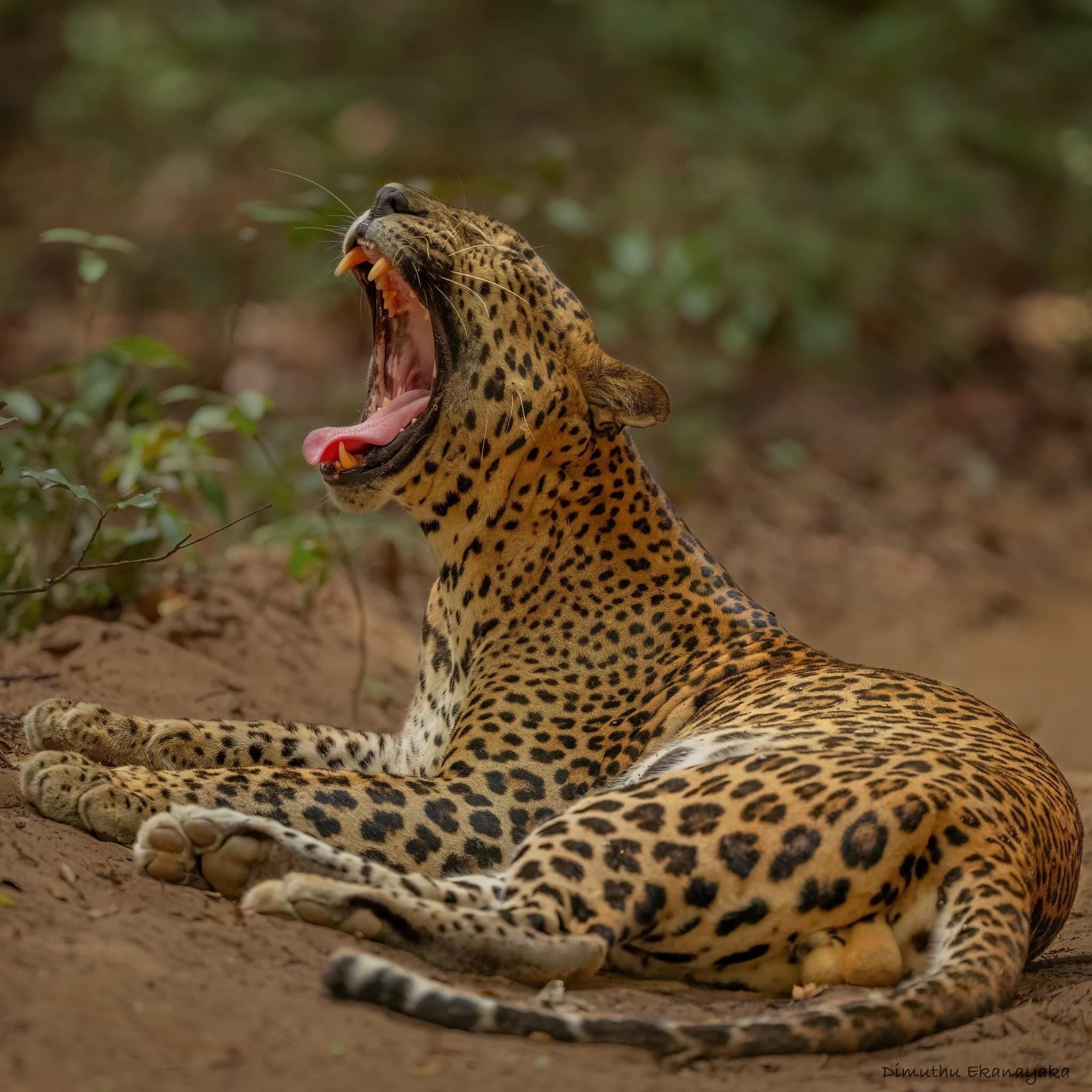 Private Full-Day Wilpattu National Park Jeep Safari
