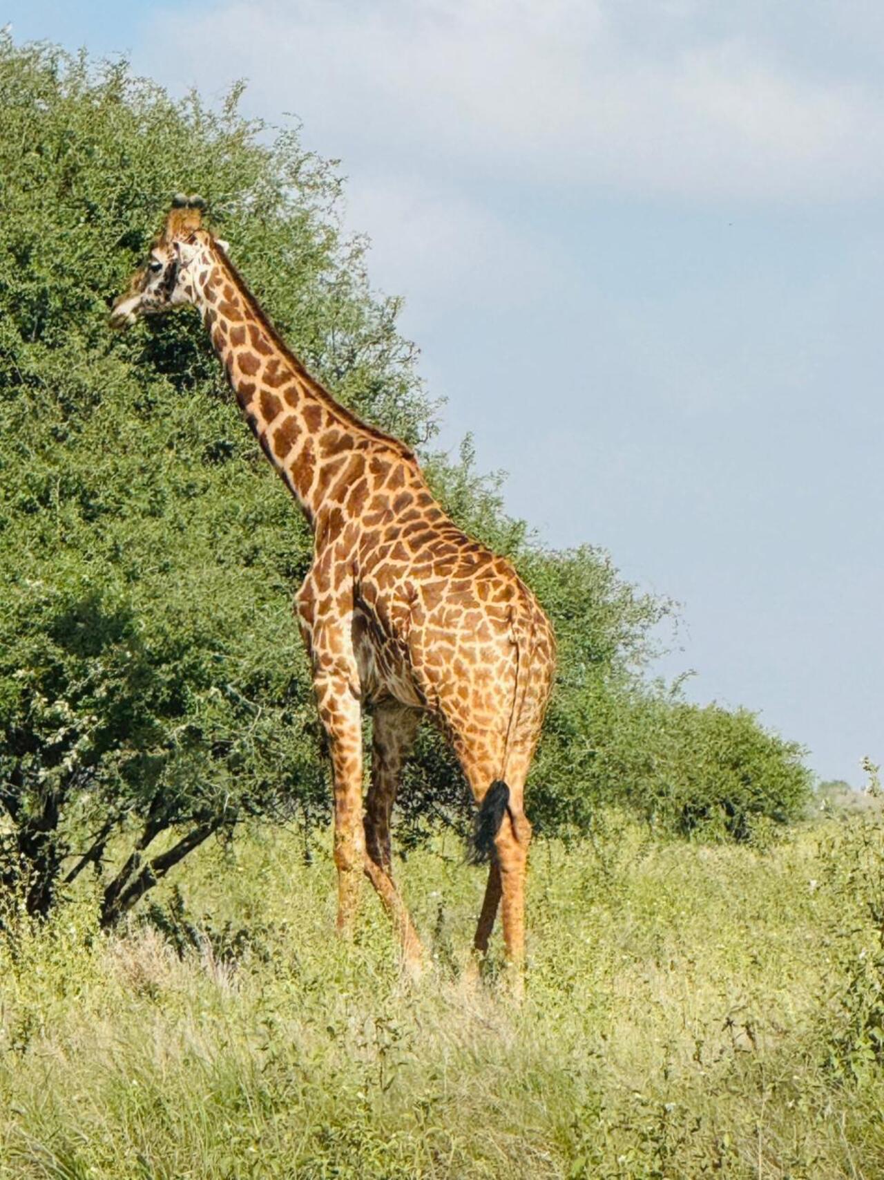 Nairobi National Park 5-Hour 4x4 Wildlife Safari