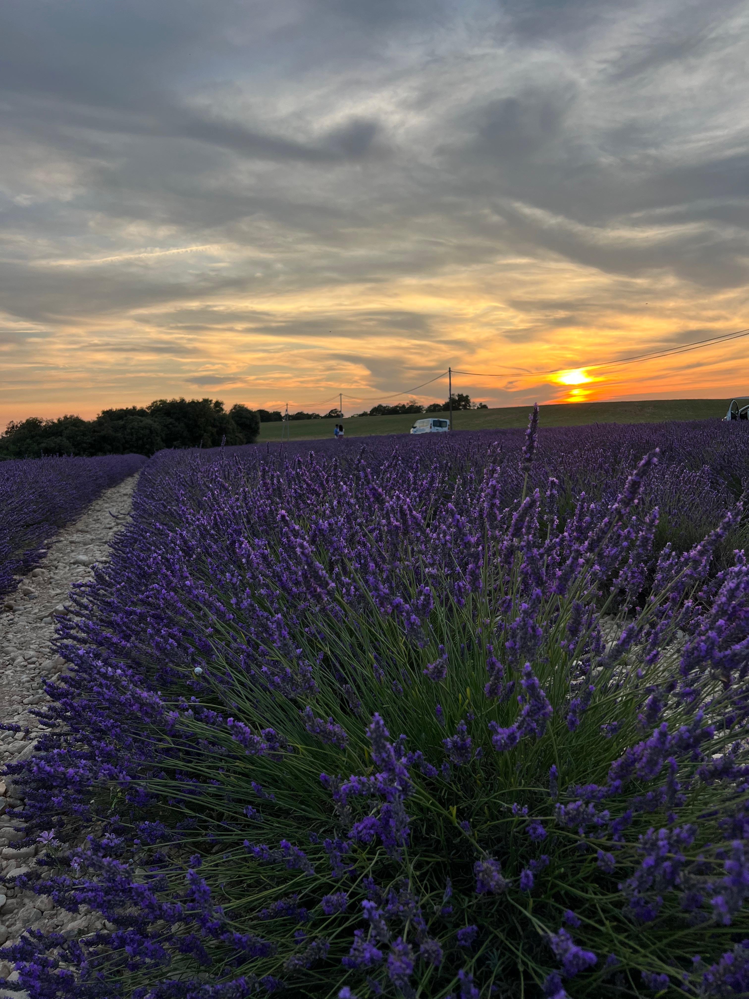 Valensole lavender fields in Provence — guided lavender tour photo 24