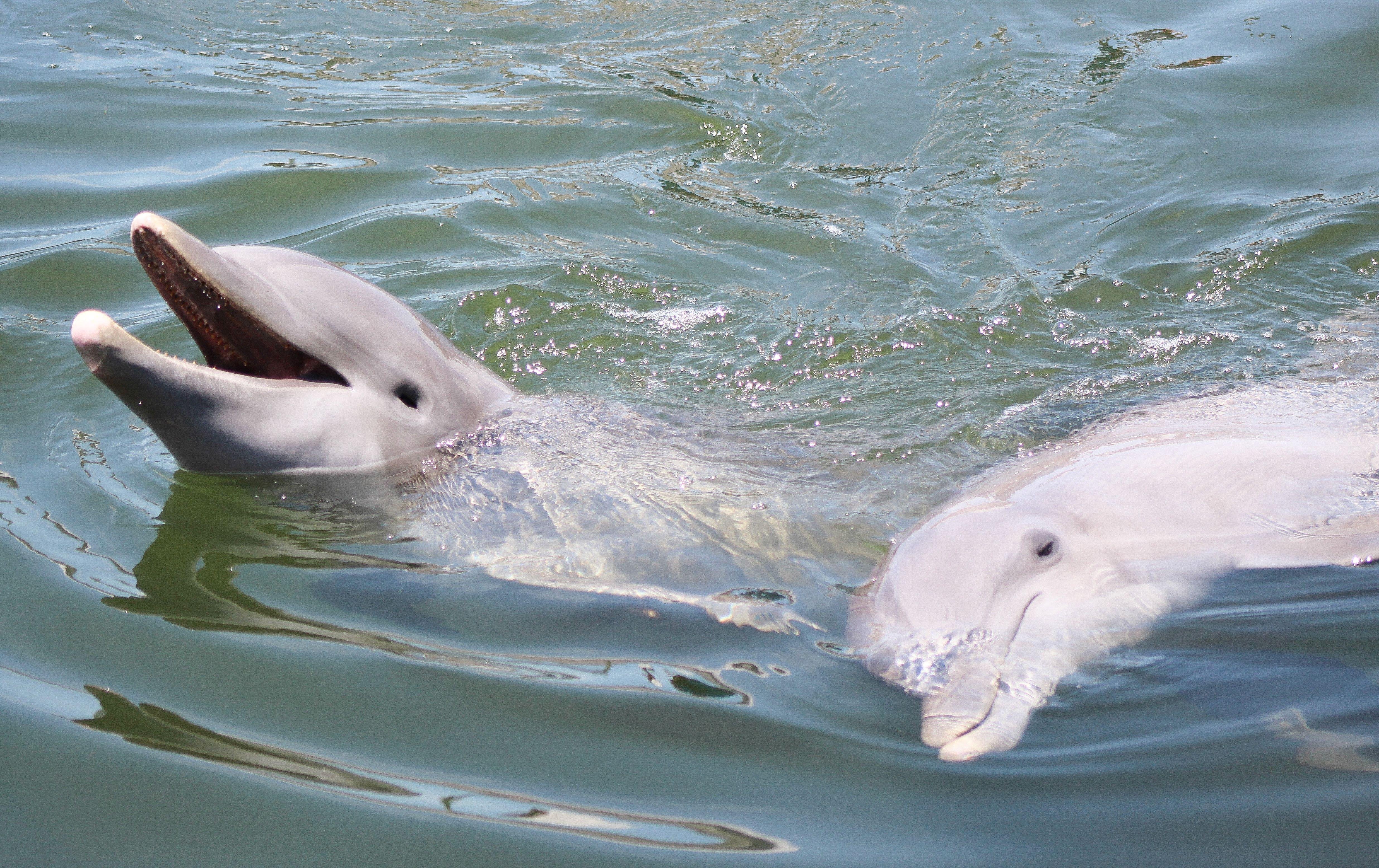 Private Dolphin & Marsh Exploration in Savannah