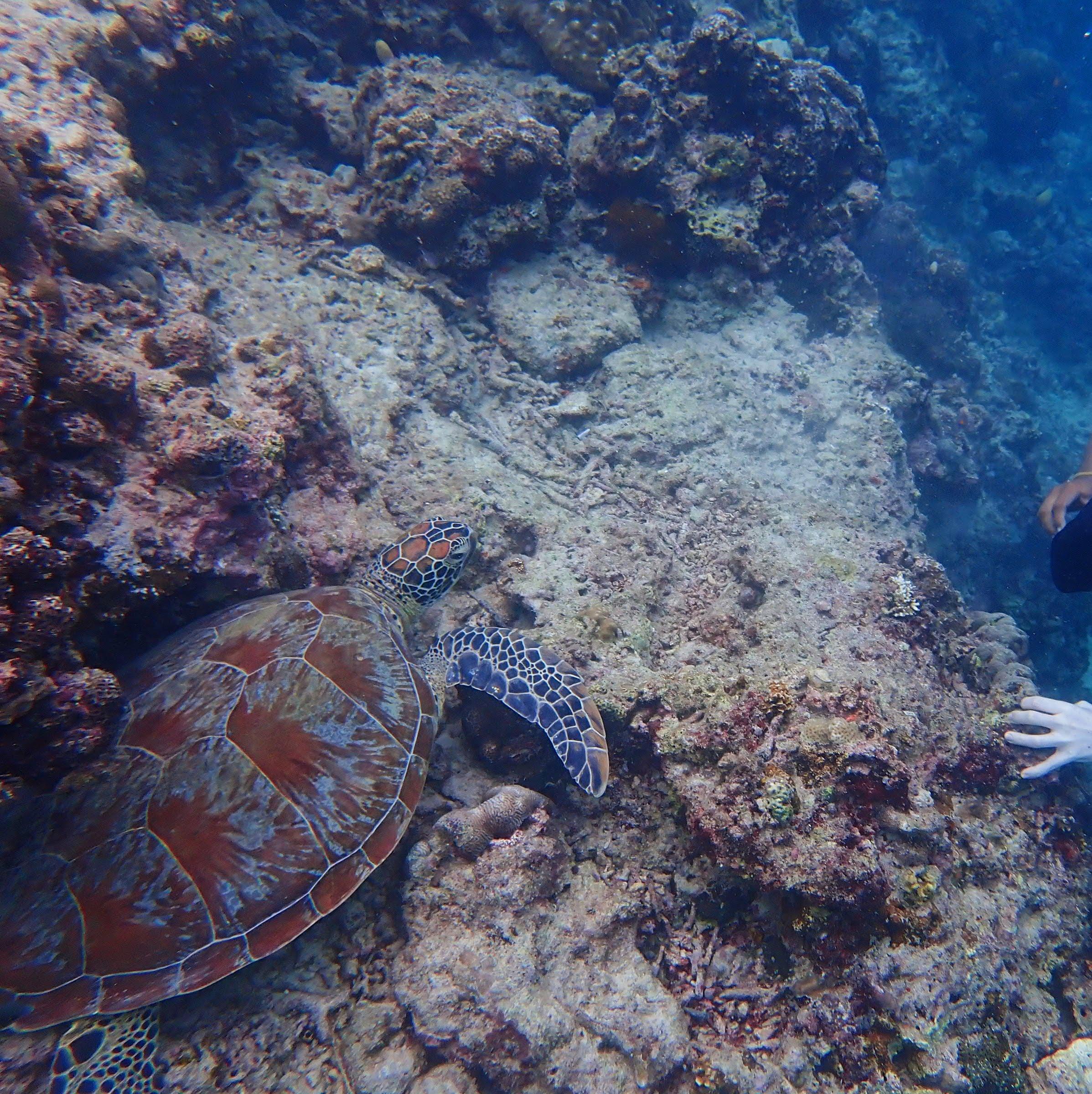 Cebu 2-Day Private Southern Tour: Moalboal & Oslob