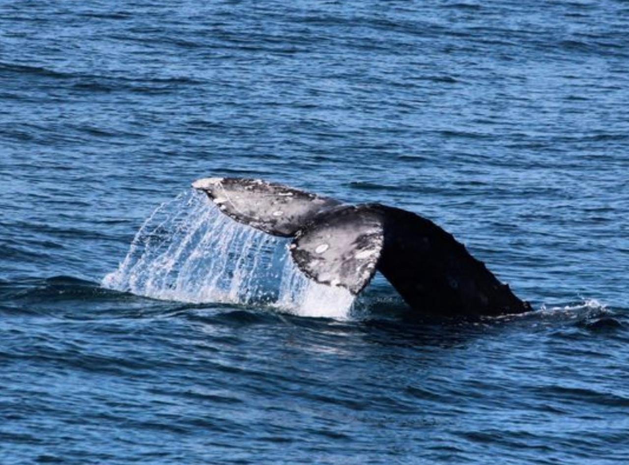 San Diego: City Cruises Whale and Dolphin Watching Cruise