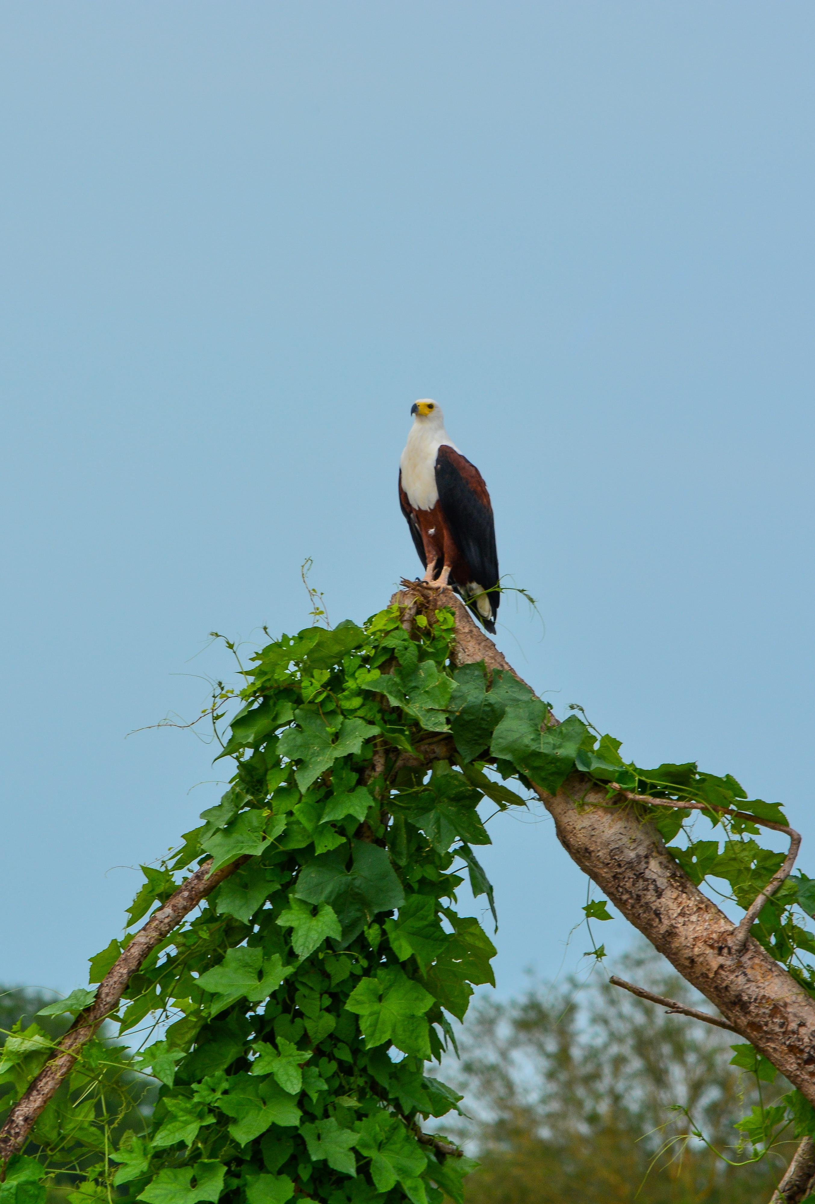 Zanzibar to Selous: 2-Day Safari with Flights & Bush Lunch