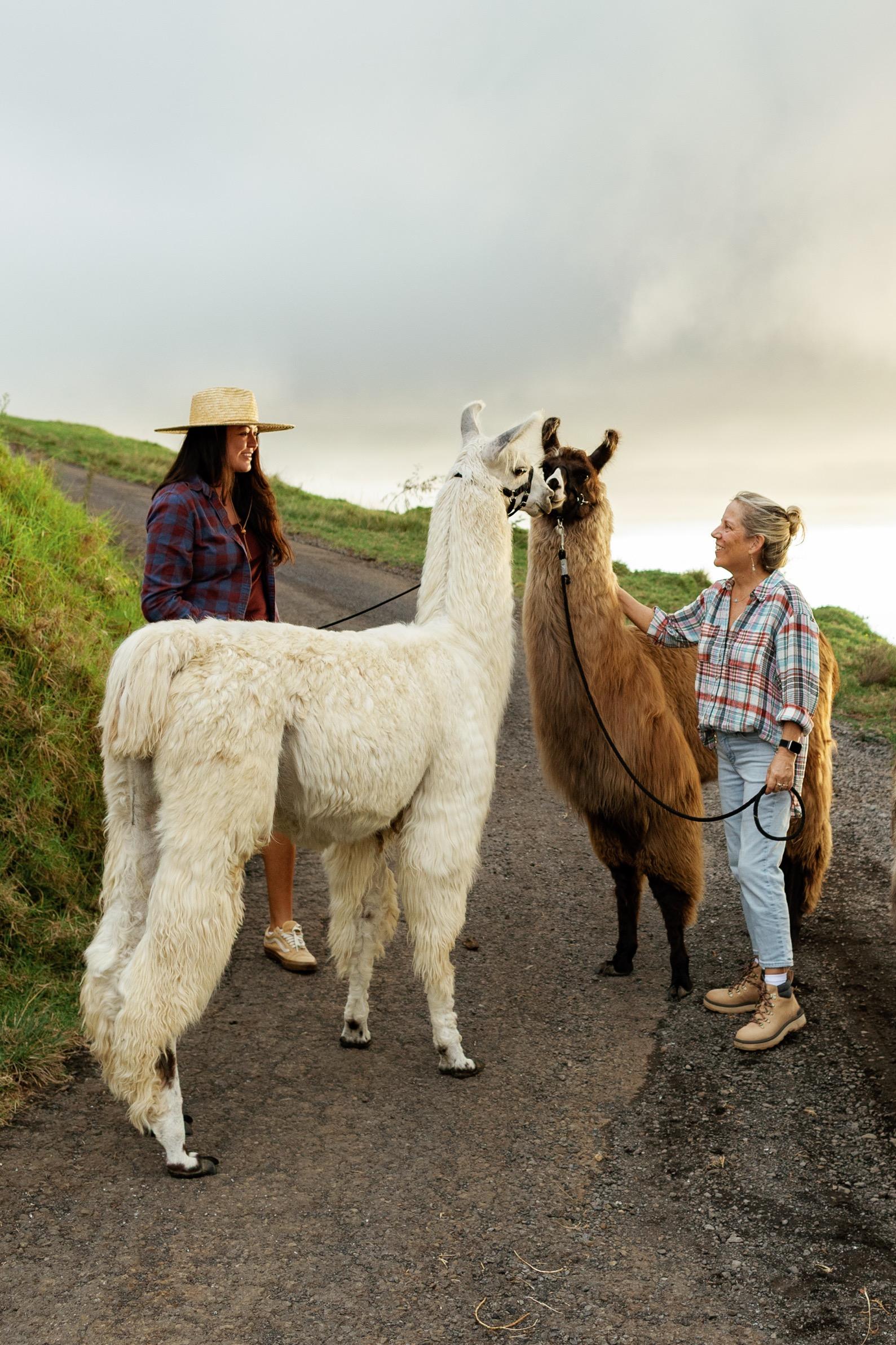 Maui: Sunset Llama Trek on Haleakala