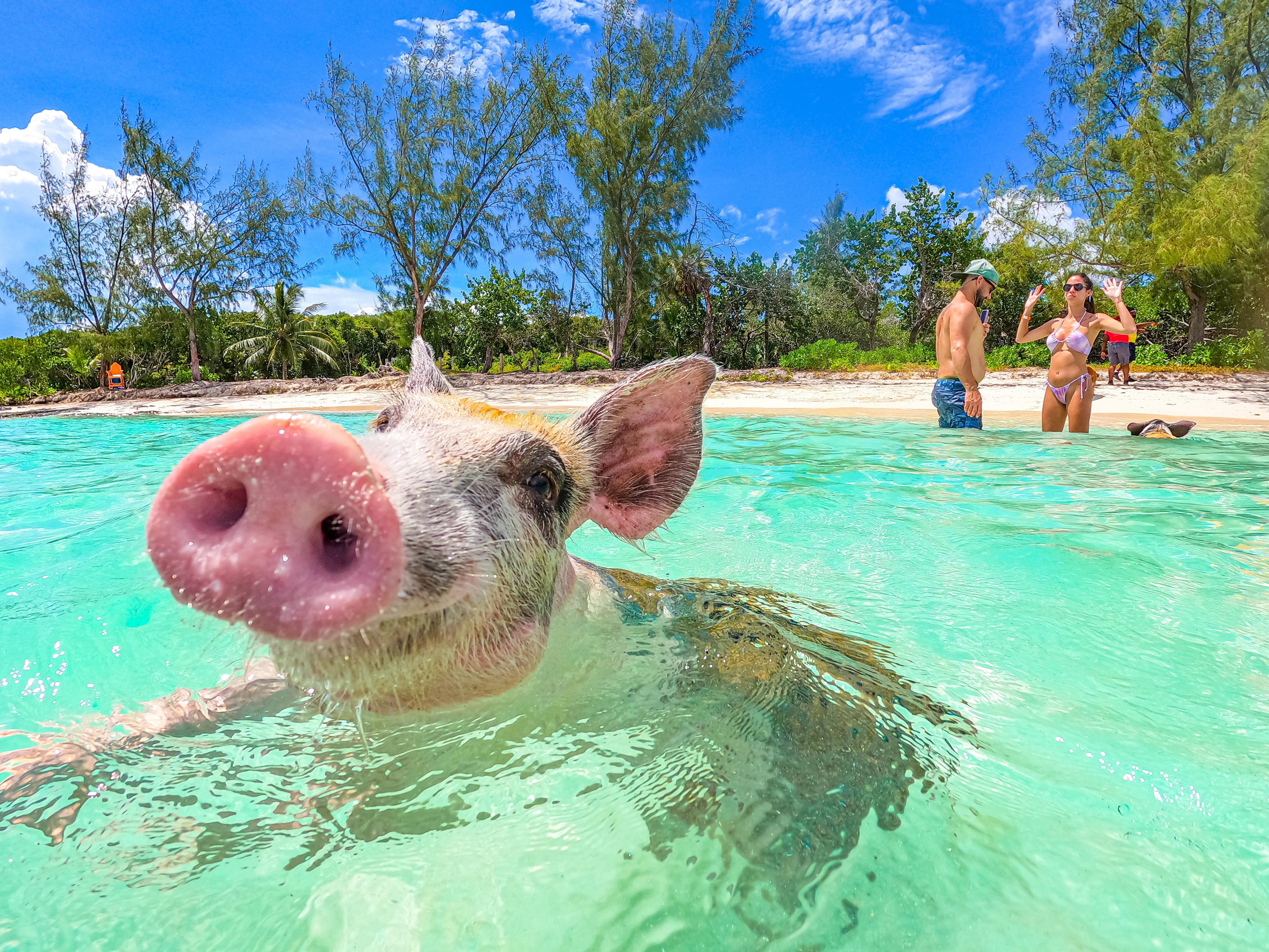Swimming Pigs Express from Nassau