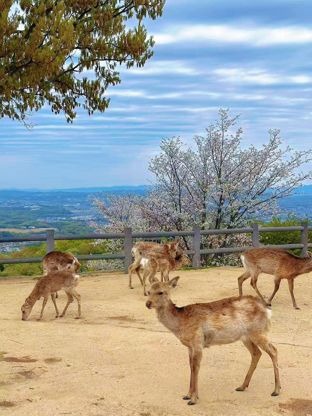 Nara Deer, Arashiyama Bamboo & Fushimi Inari Full-Day Tour