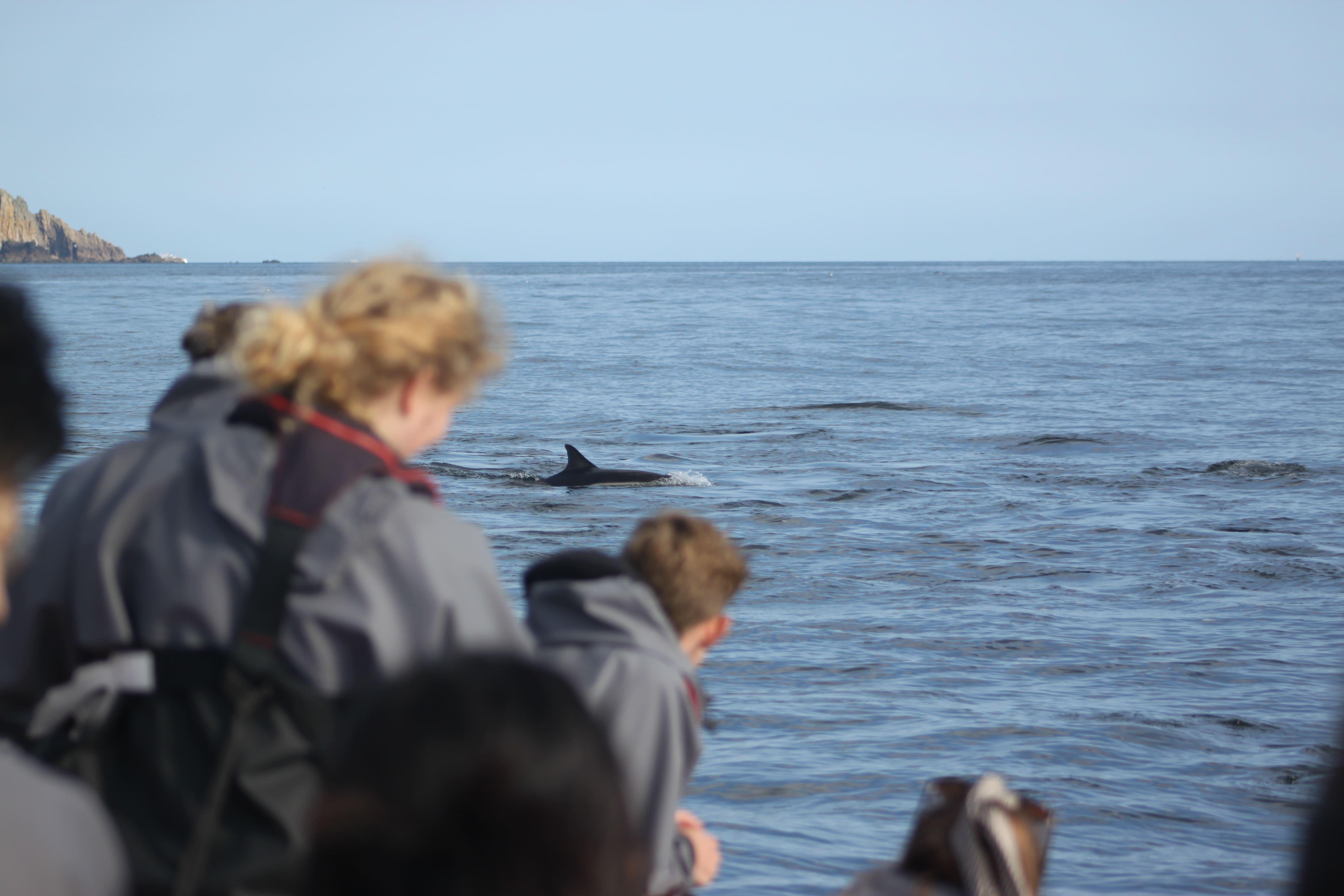 North Coast Wildlife Boat Trip from Hayle