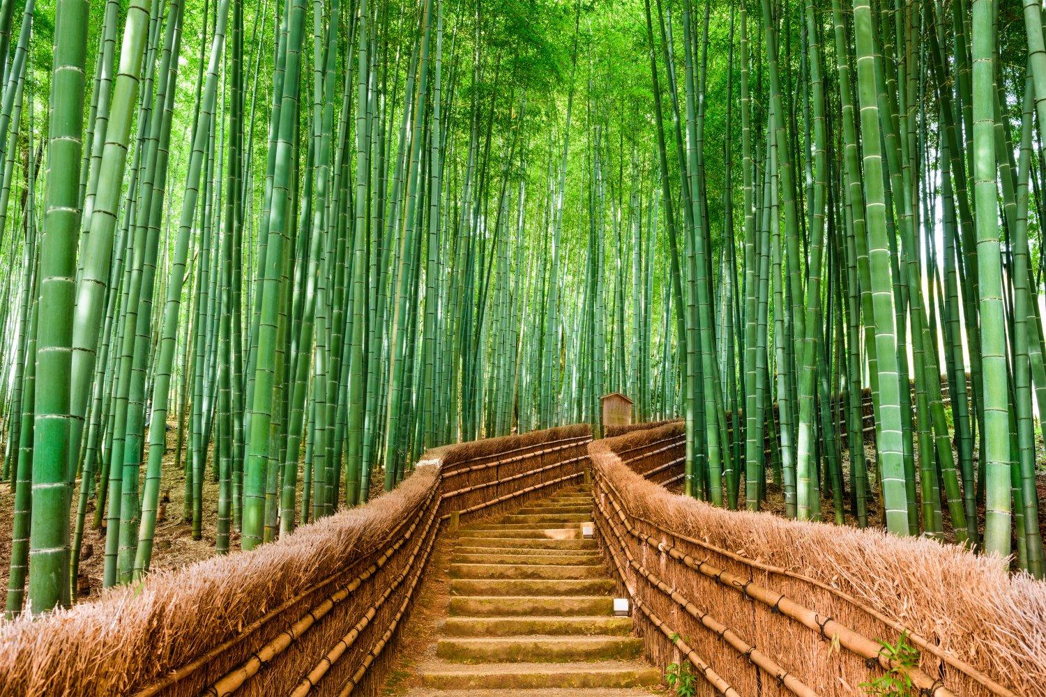 Kyoto & Nara Bespoke Private Day Tour from Osaka or Kyoto