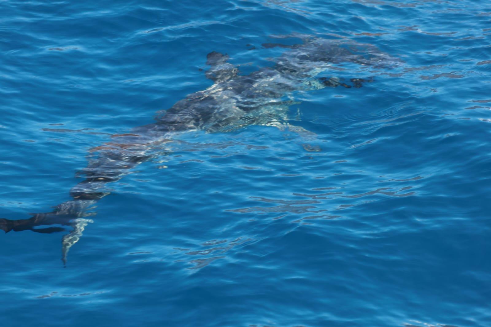 Luxury Whale Watching Safari in South Tenerife
