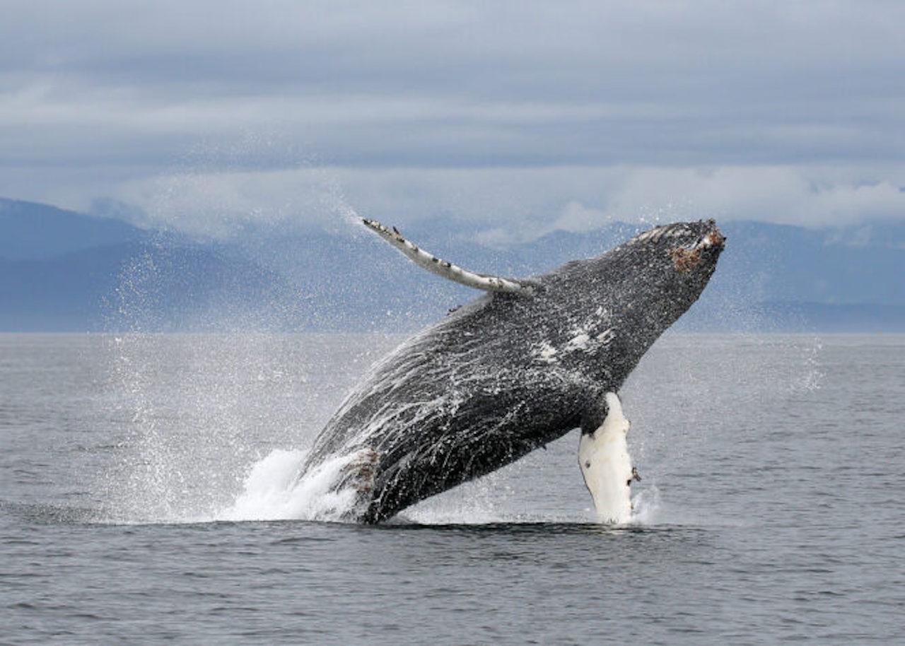 Vancouver Whale Watch Large Zodiac tour with Guide