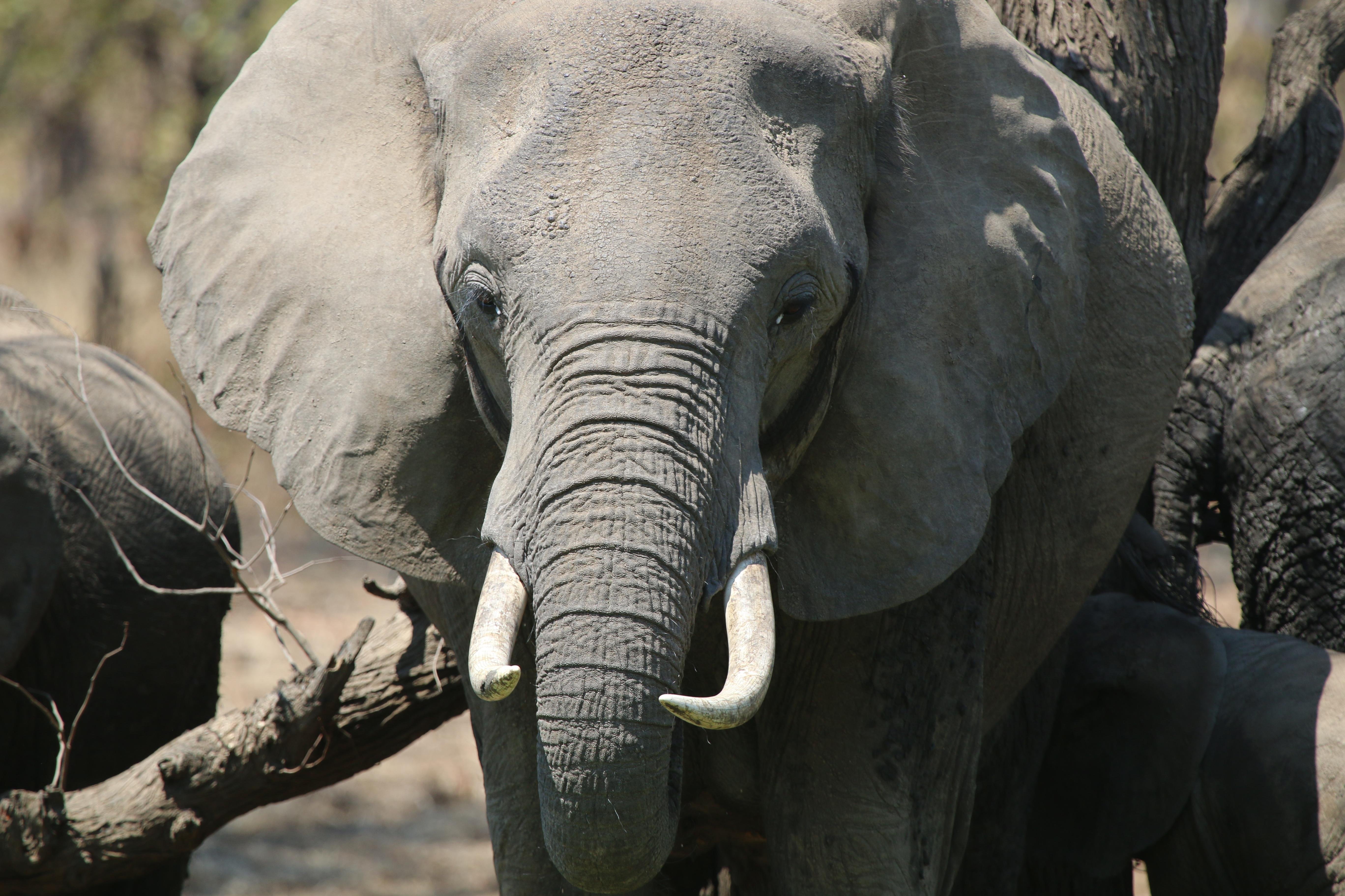 Private Hwange Wildlife Safari from Victoria Falls