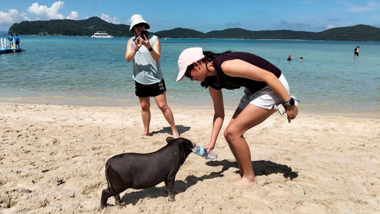 Koh Samui Catamaran Cruise: Pig Island & Koh Tan Snorkeling