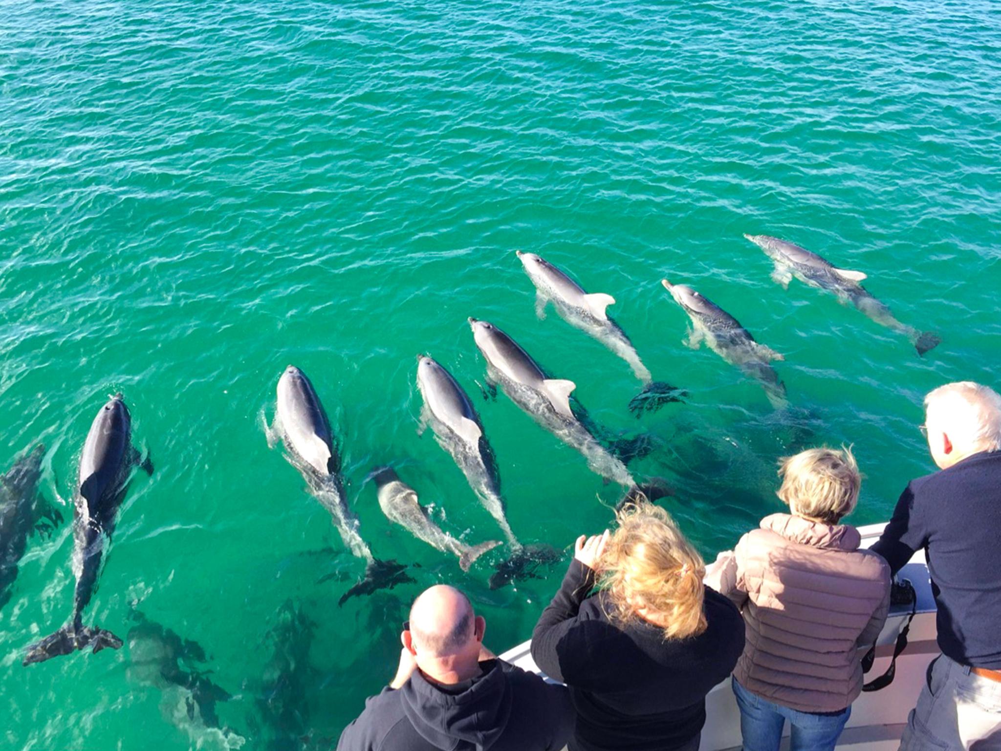 Kangaroo Island Coastal Safari - 75-Minute Boat Tour