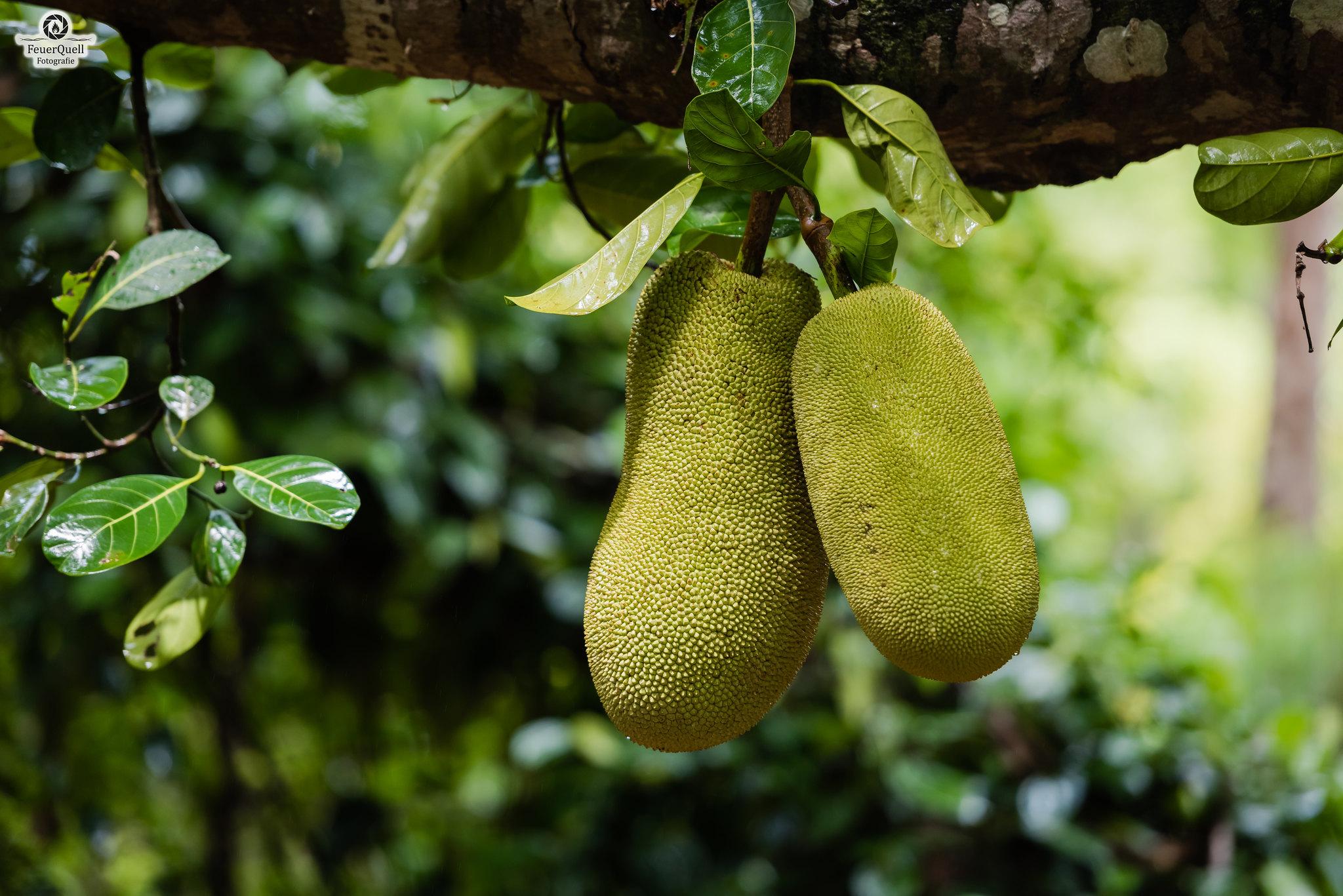 Zanzibar Full-Day Discovery: Stone Town, Spice Farm & Prison Island