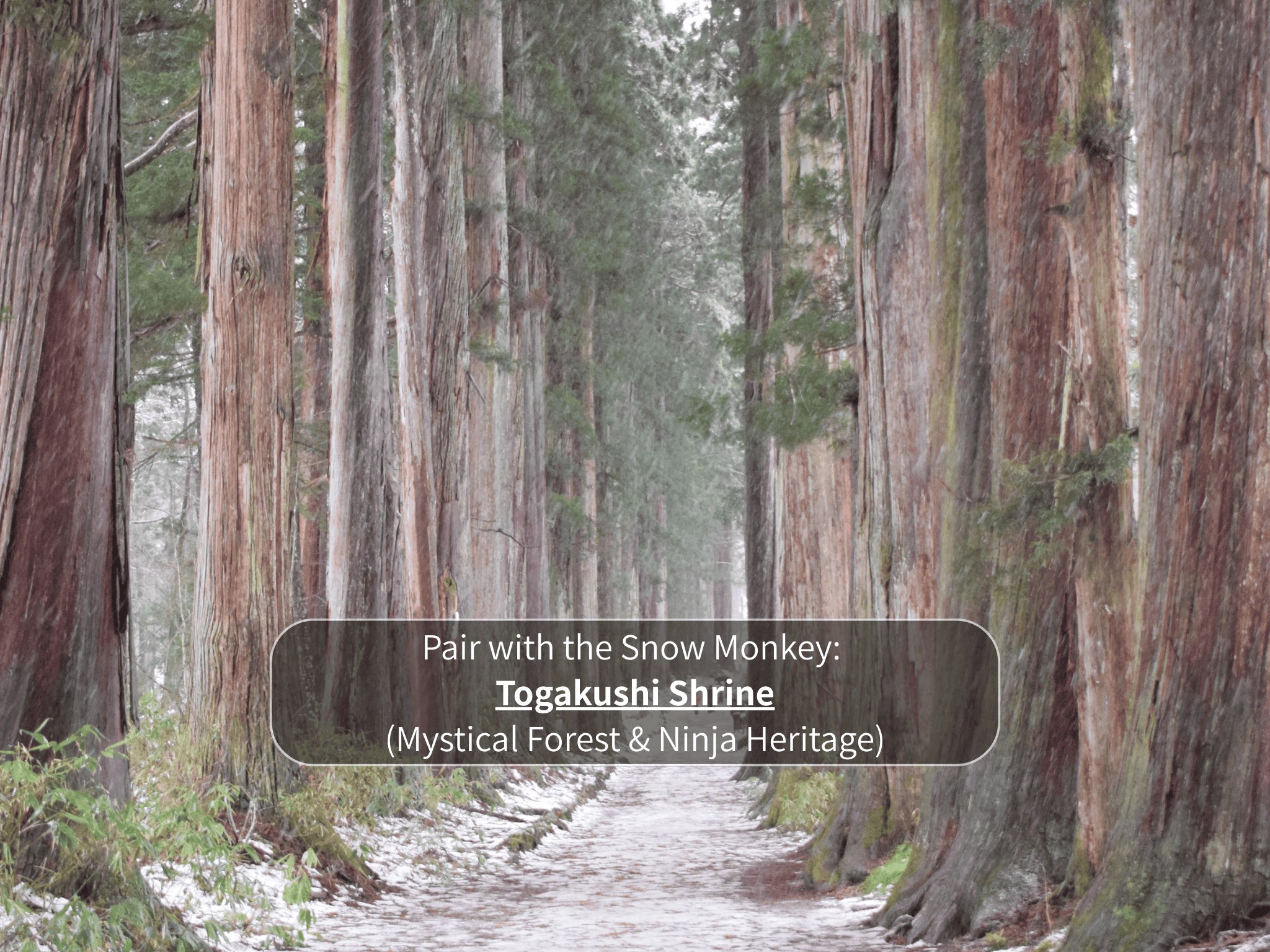 Nagano Snow Monkeys & Hidden Gems Private Day Tour
