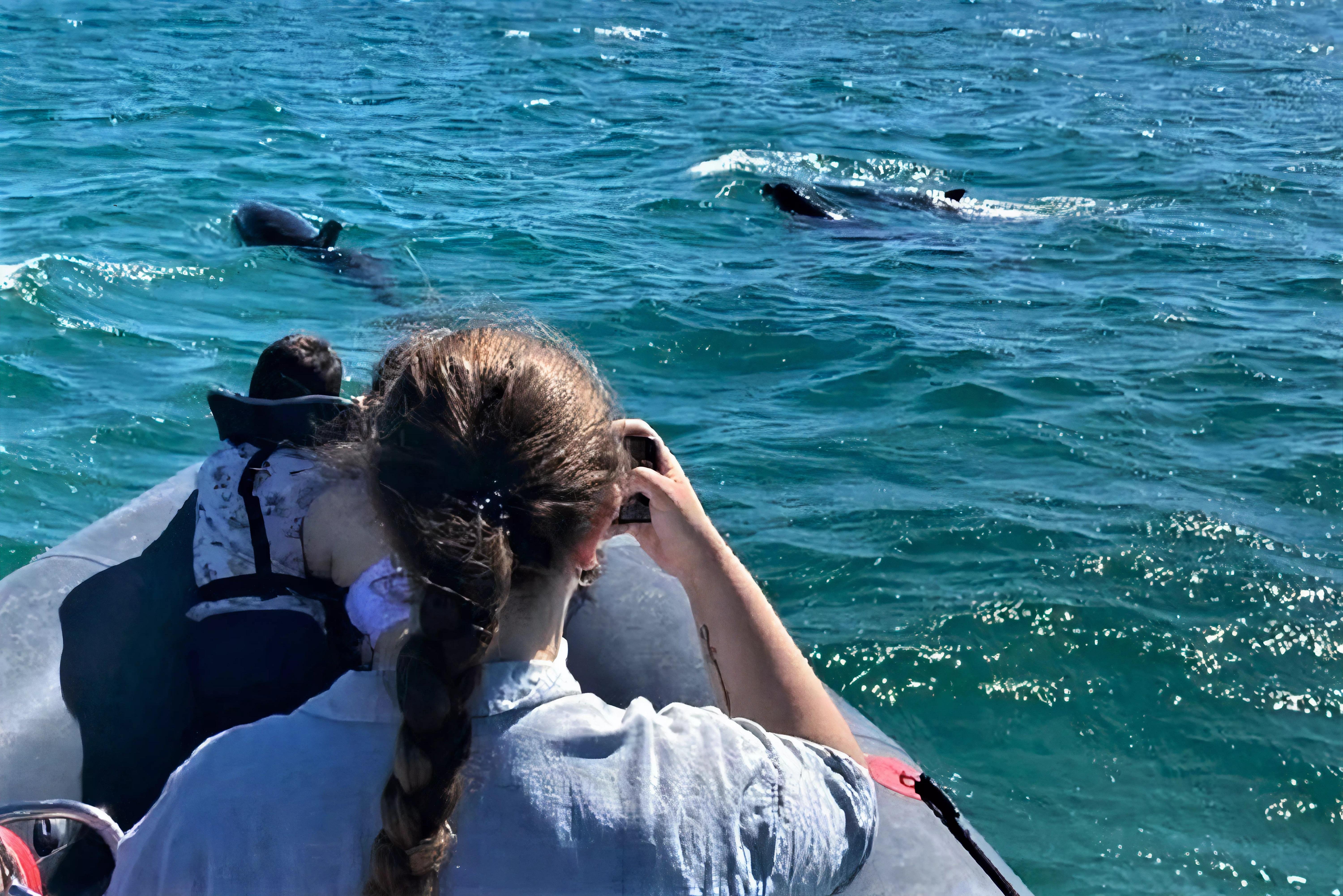 Setúbal Dolphin Watching & Arrábida Coast Cruise