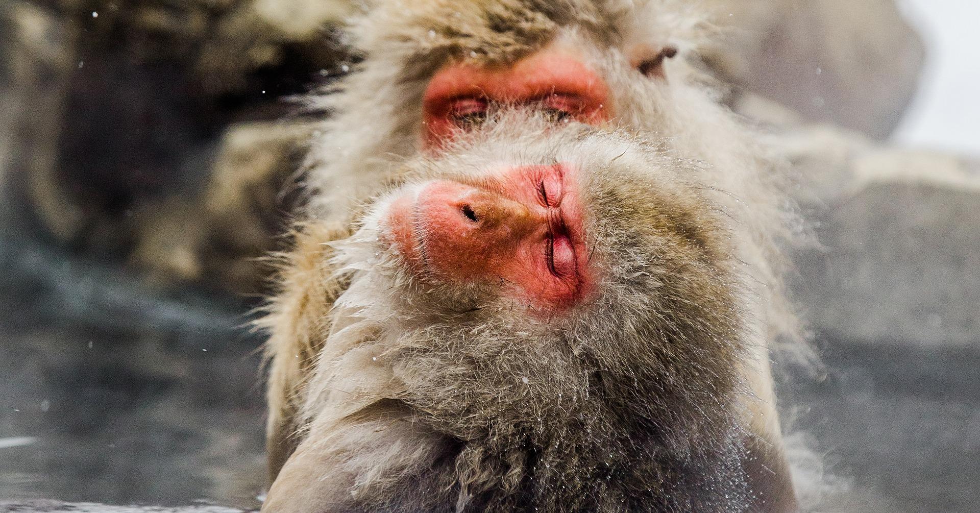 Nagano Snow Monkey & Zenkoji Temple Private Day Tour from Tokyo
