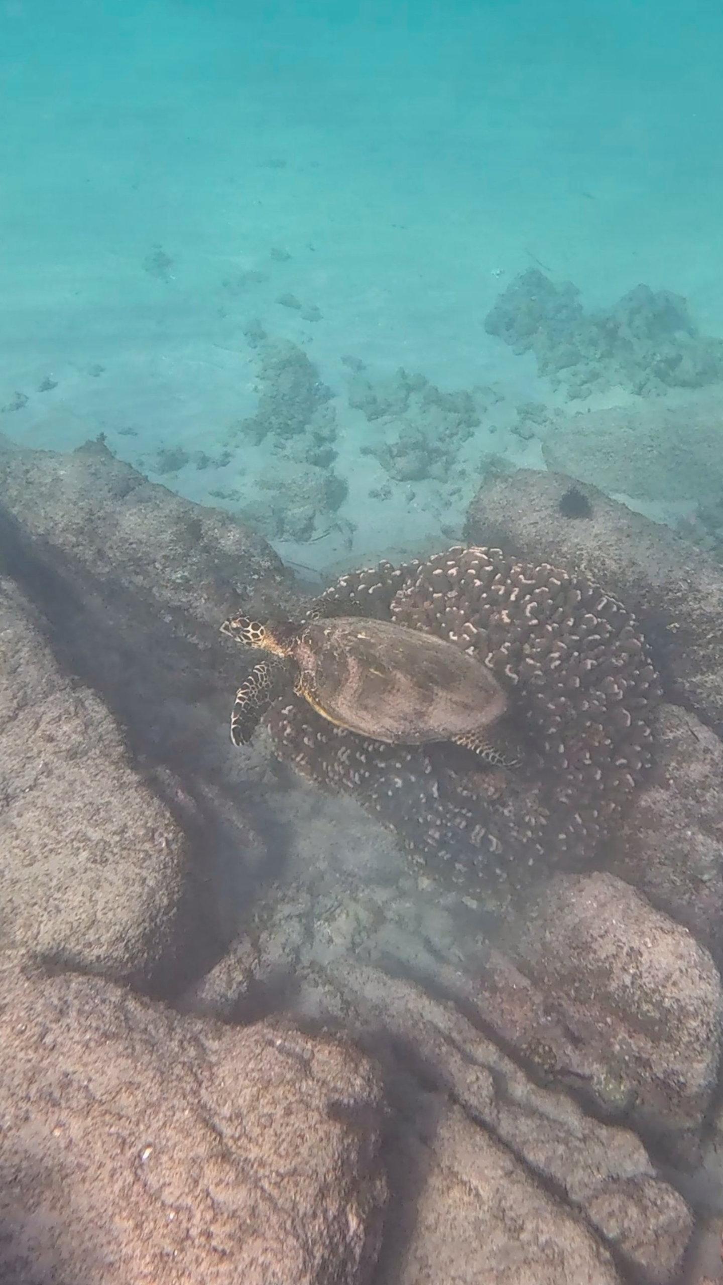 Cabo Pulmo National Park: Full-Day 2-Tank Scuba Diving Adventure