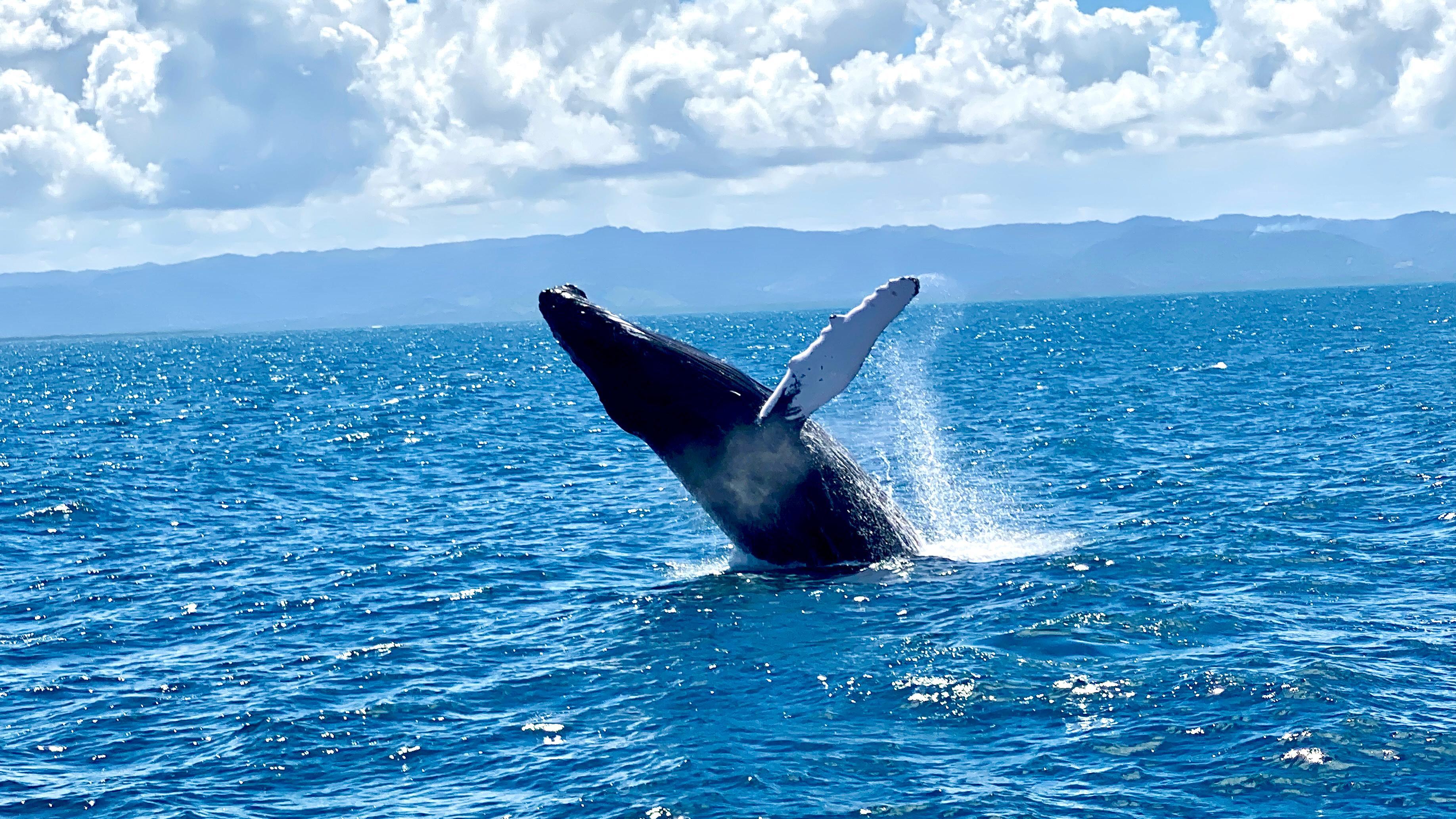 Samaná Bay & El Limón Waterfall Full-Day Adventure