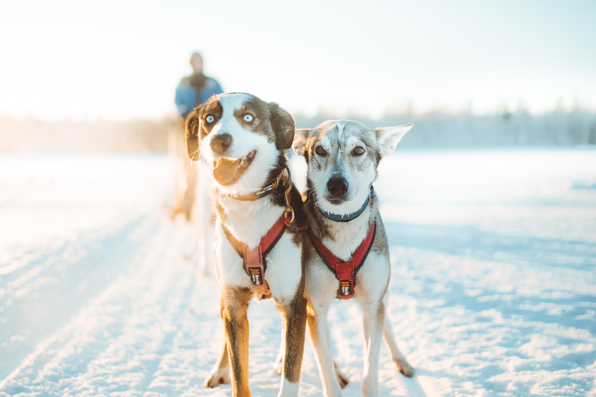 Apukka Husky Safari: Drive Your Own Sled, 6 km