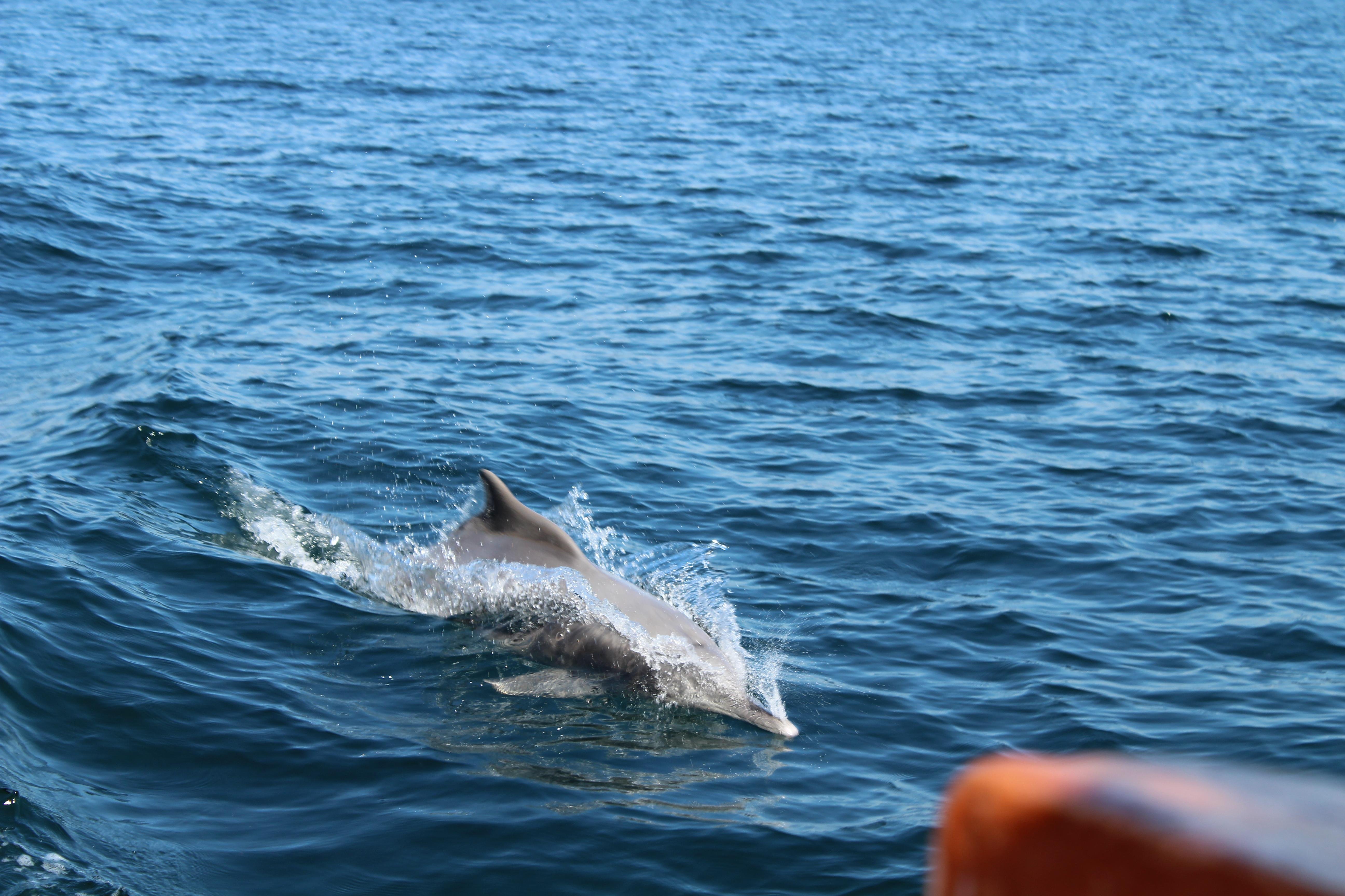 Musandam dhow cruise, Khasab fjords and dolphin watching — image 3